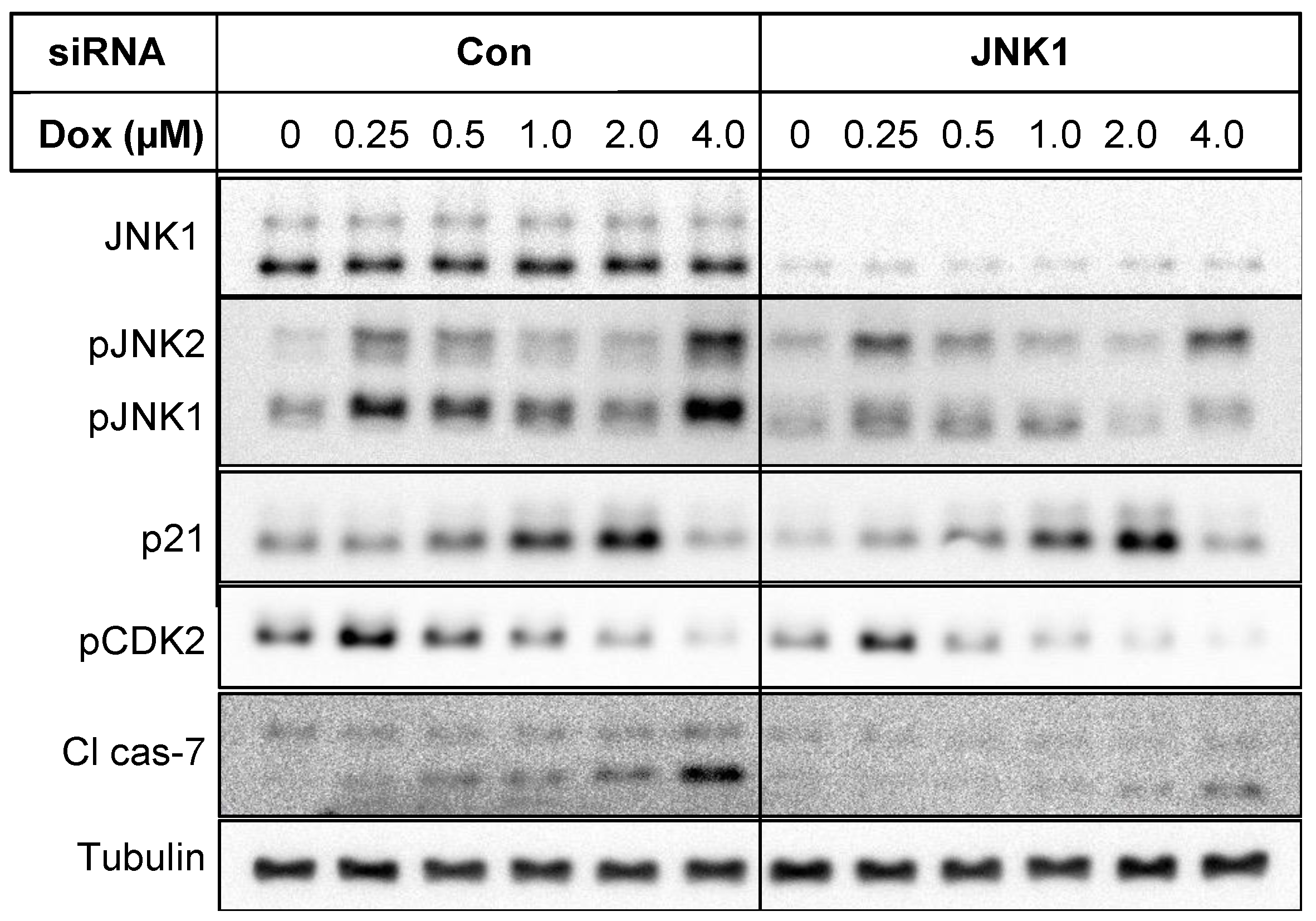 Cancers 16 03783 g010