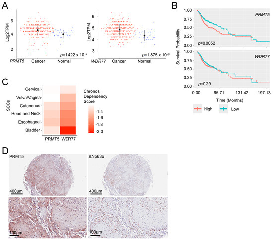 PRMT5/WDR77 Enhances the Proliferation of Squamous Cell PRMT5/WDR77 Enhances the Proliferation of Squamous Cell