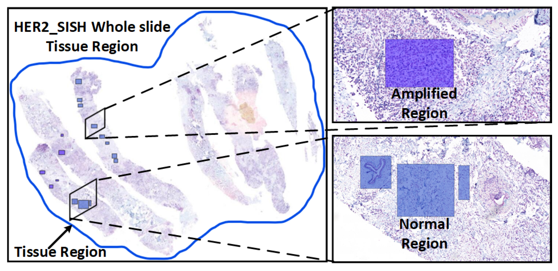 Cancers 16 03794 g001