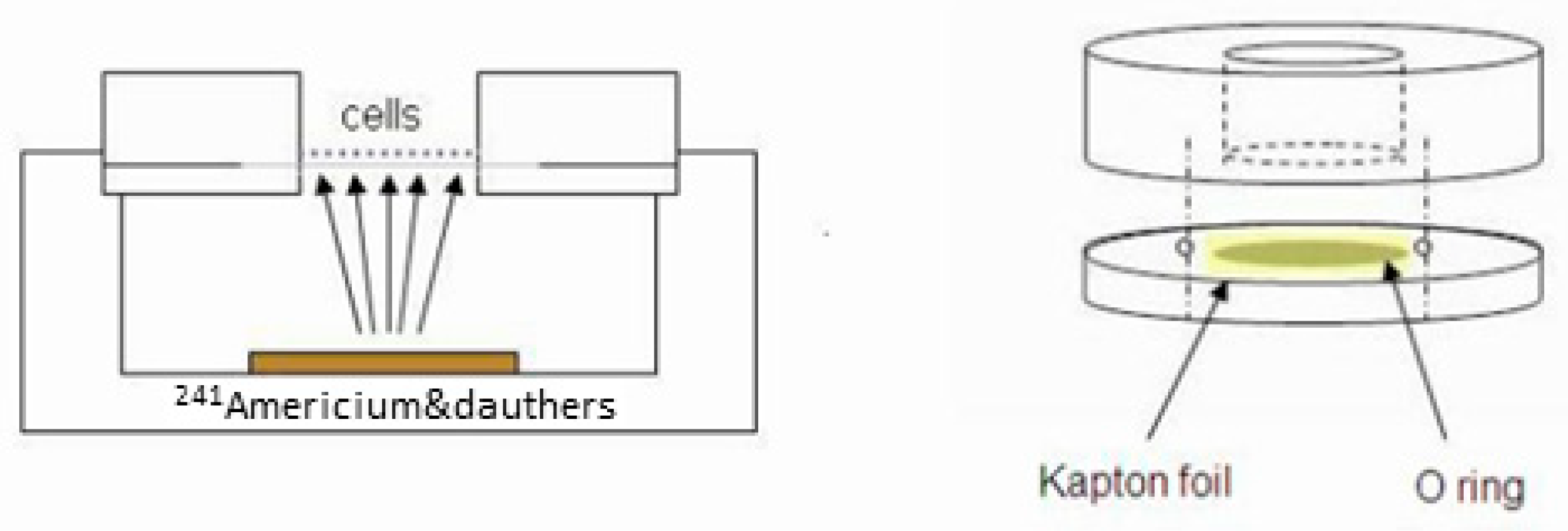 Cancers 16 03804 g002