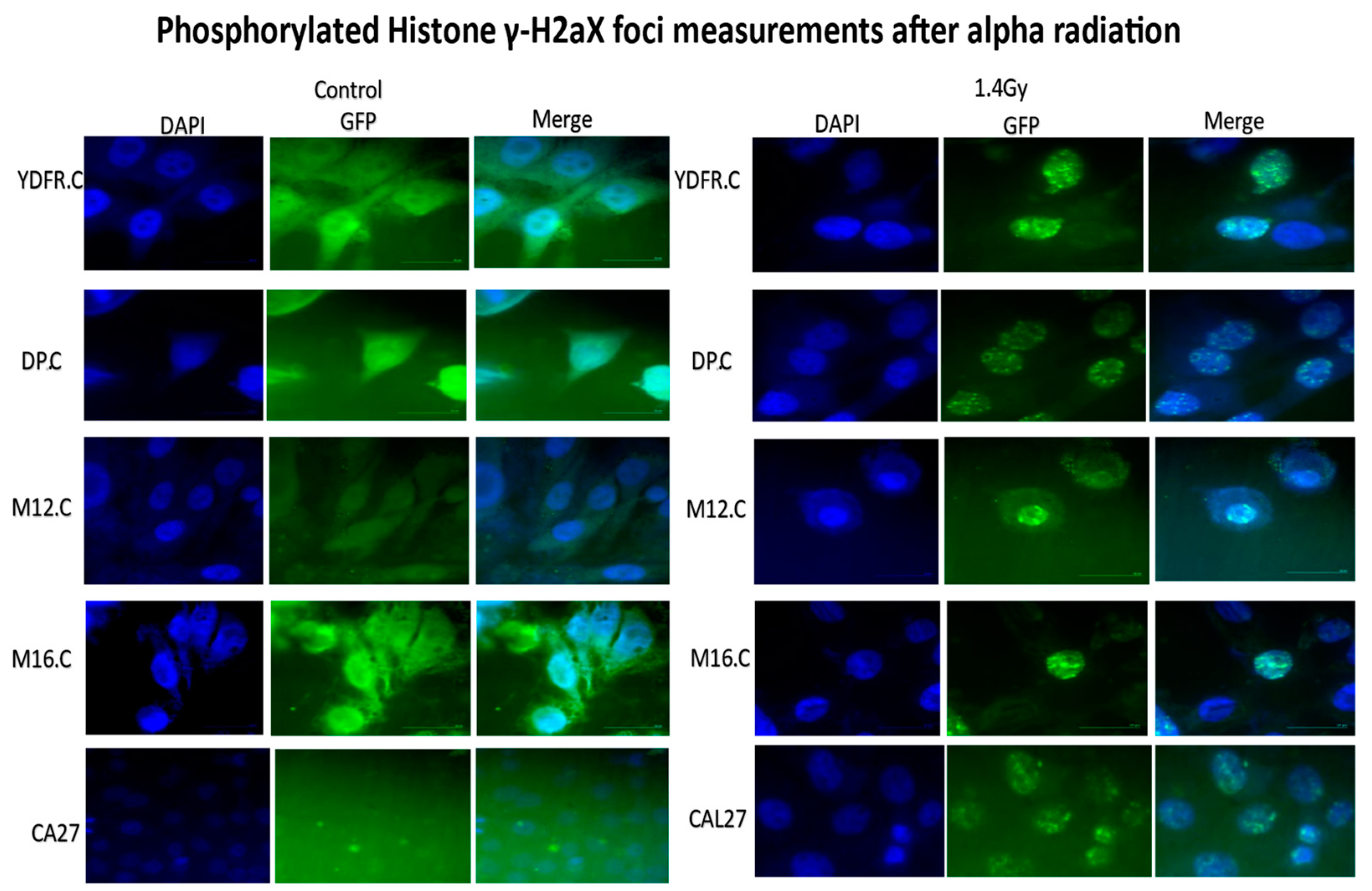Cancers 16 03804 g006