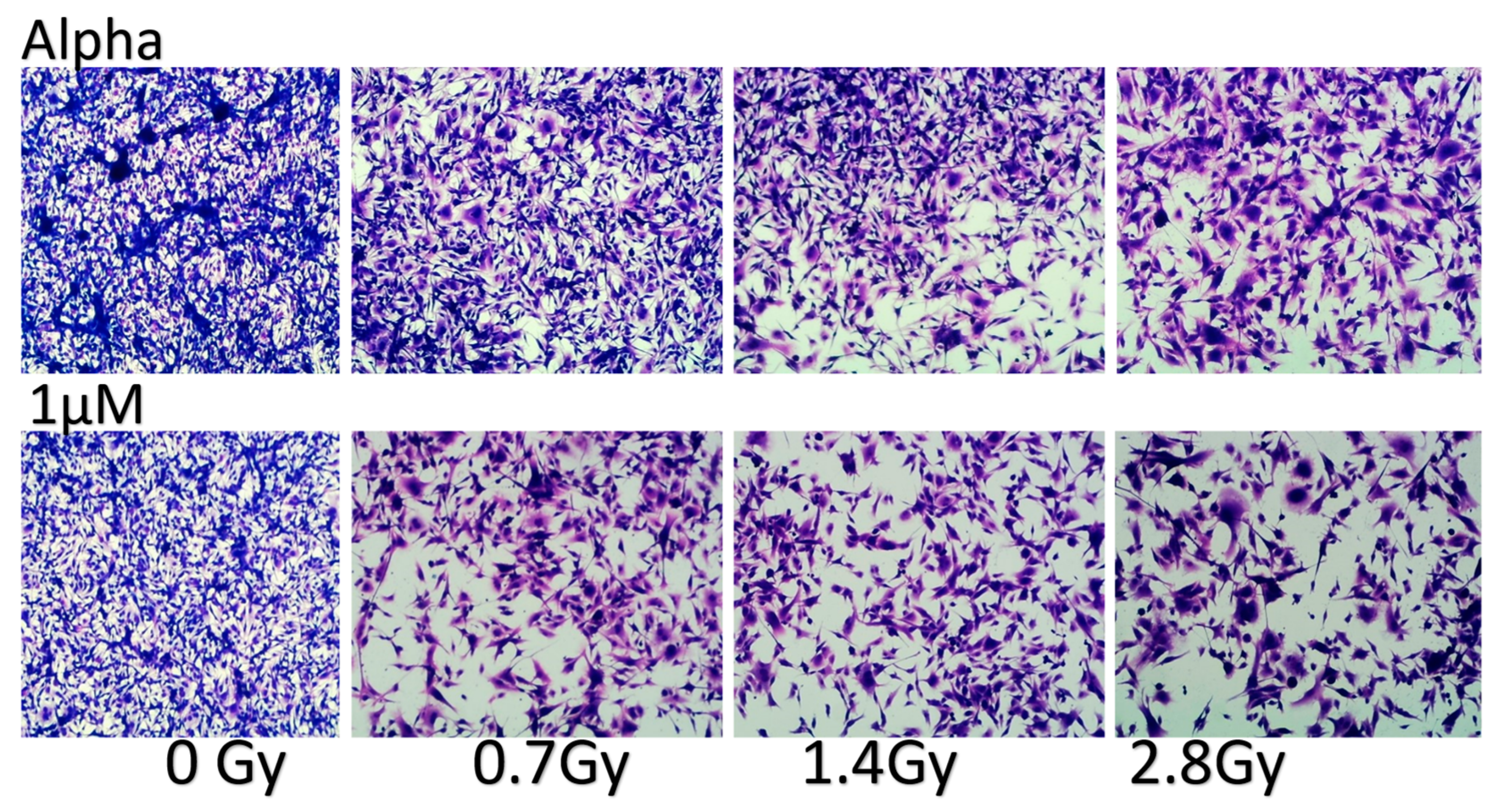 Cancers 16 03804 g009a