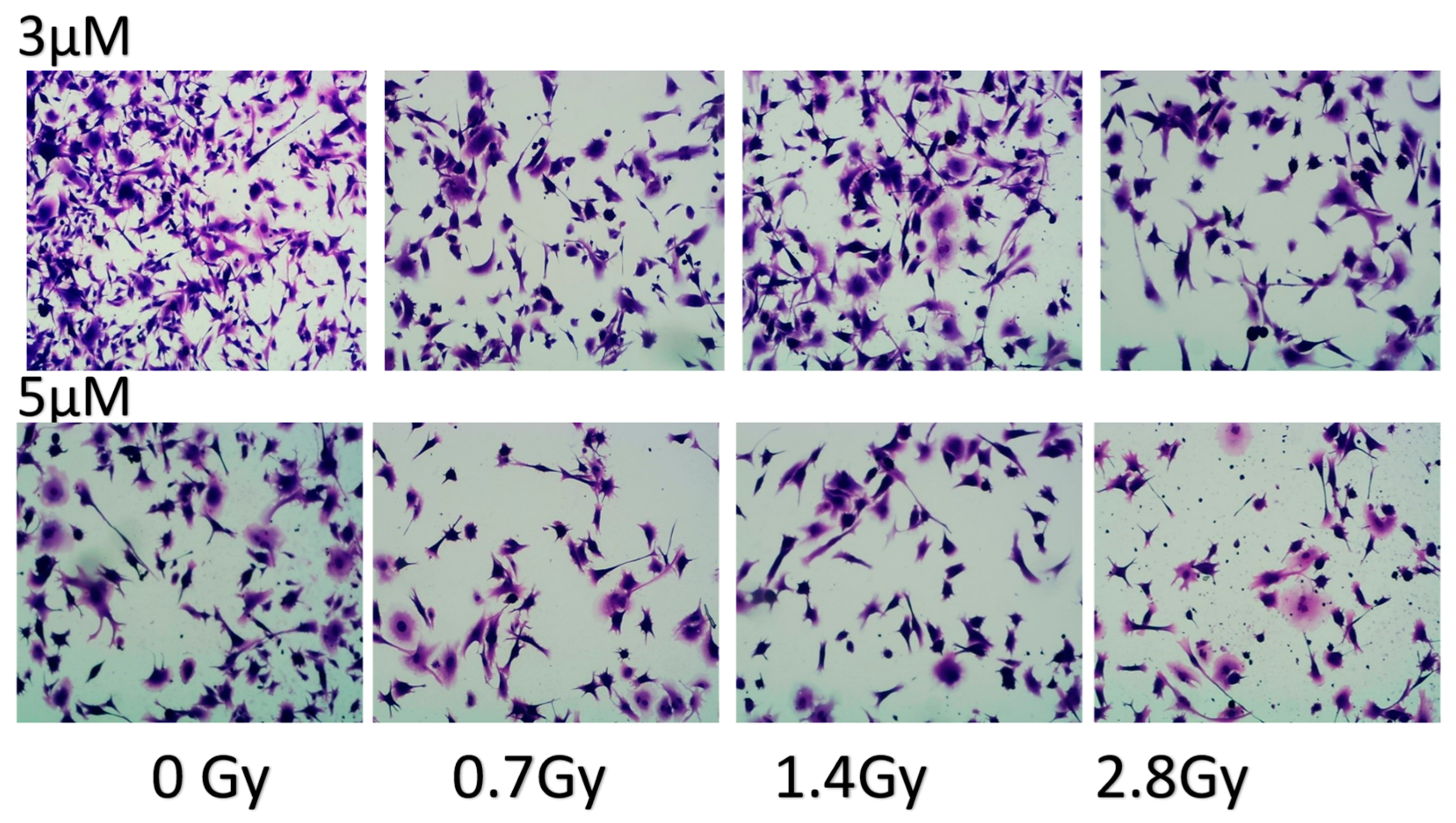 Cancers 16 03804 g009b