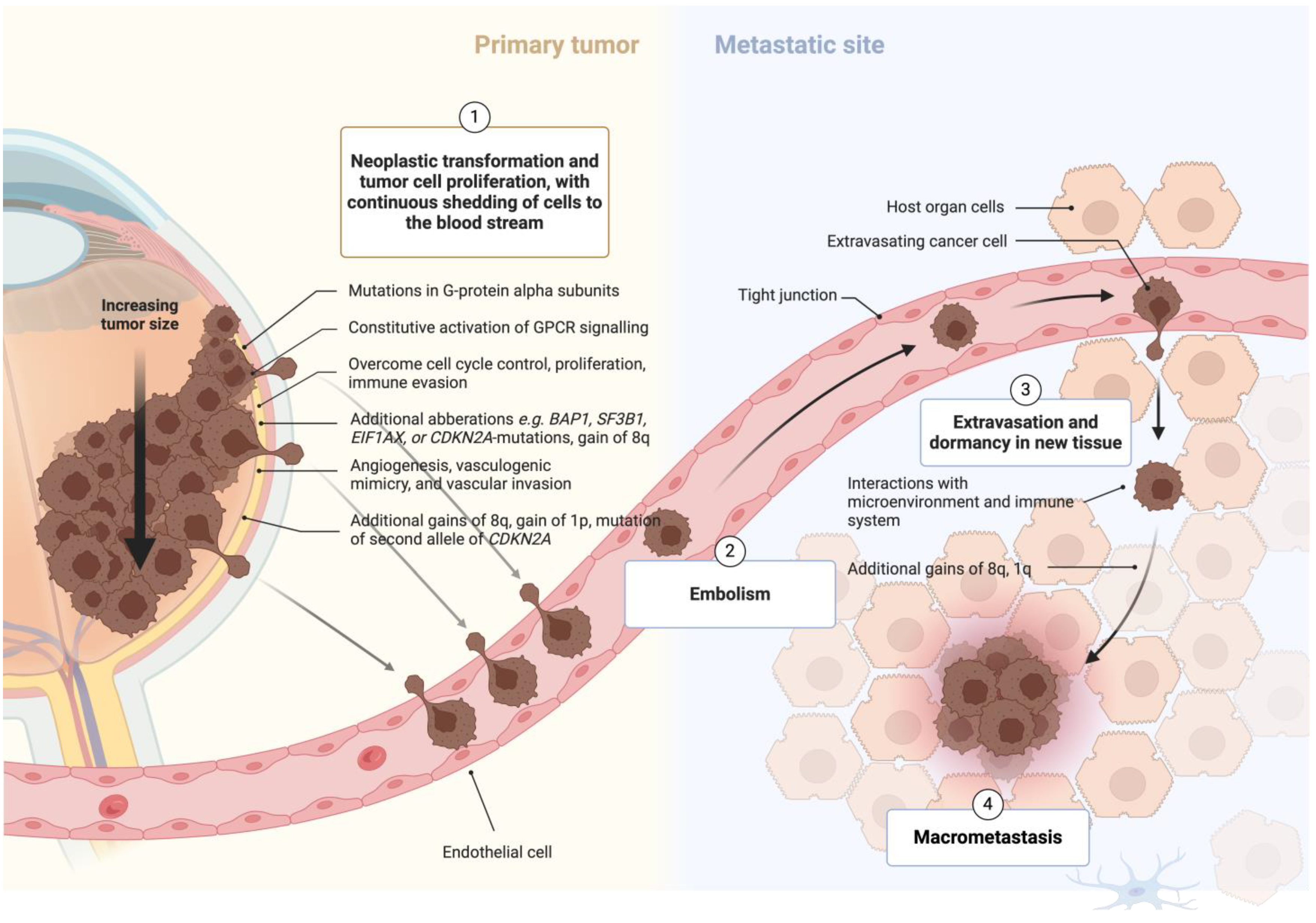 Cancers 16 03834 g001