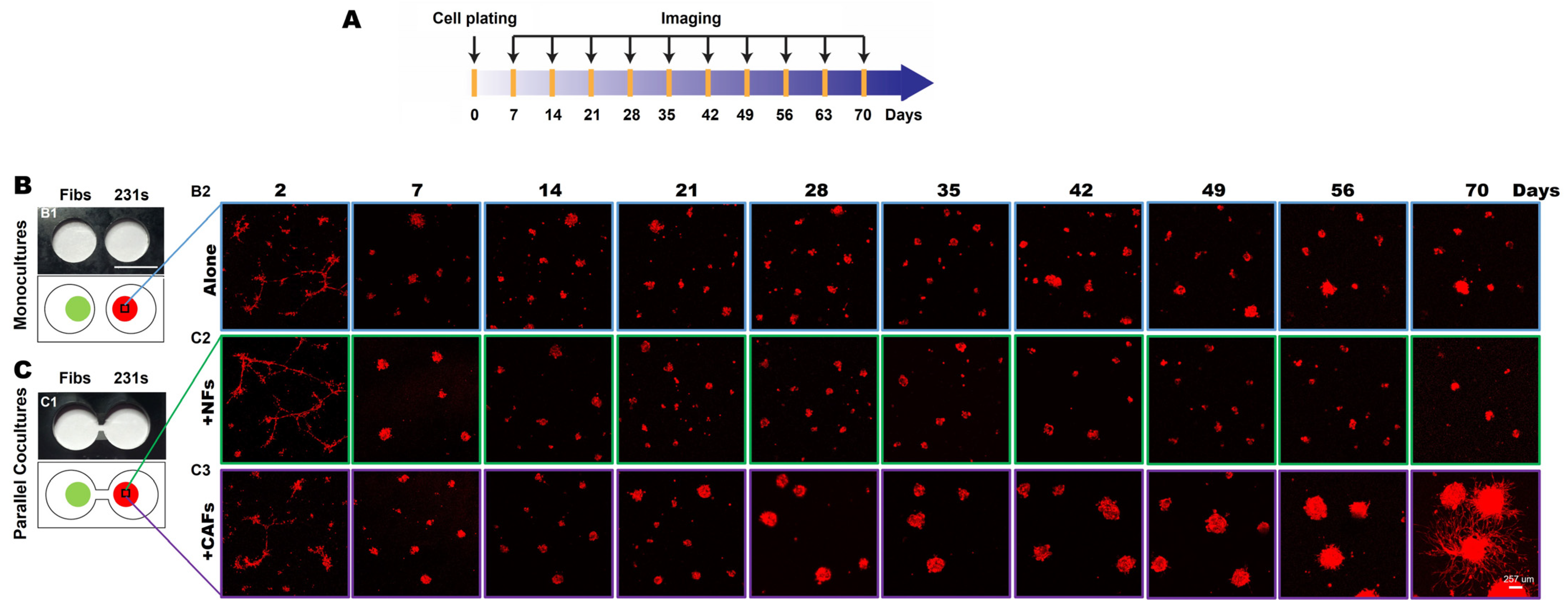 Cancers 16 03840 g001 Cancers 16 03840 g001