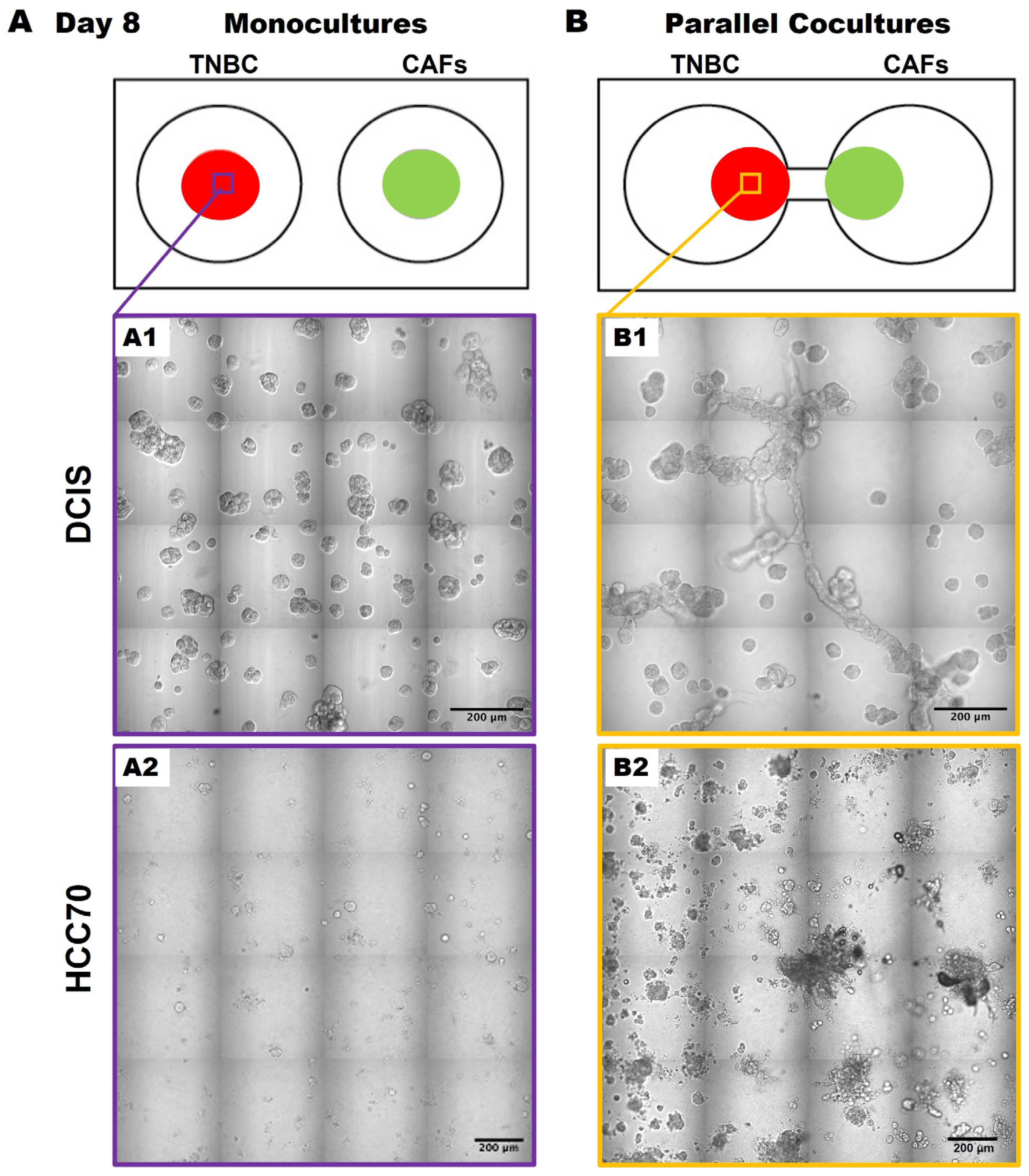 Cancers 16 03840 g003 Cancers 16 03840 g003