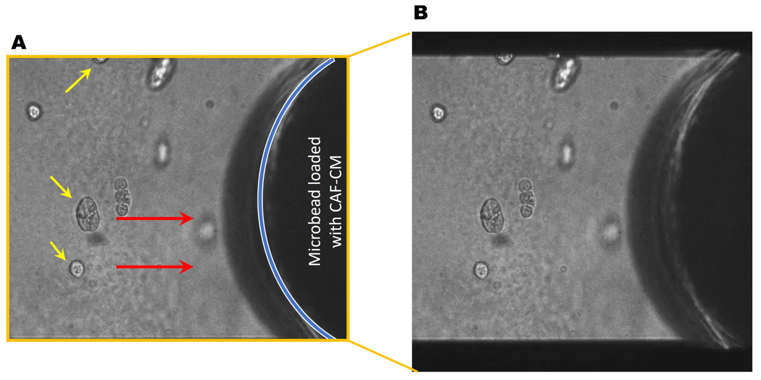Cancers 16 03840 g004 Cancers 16 03840 g004