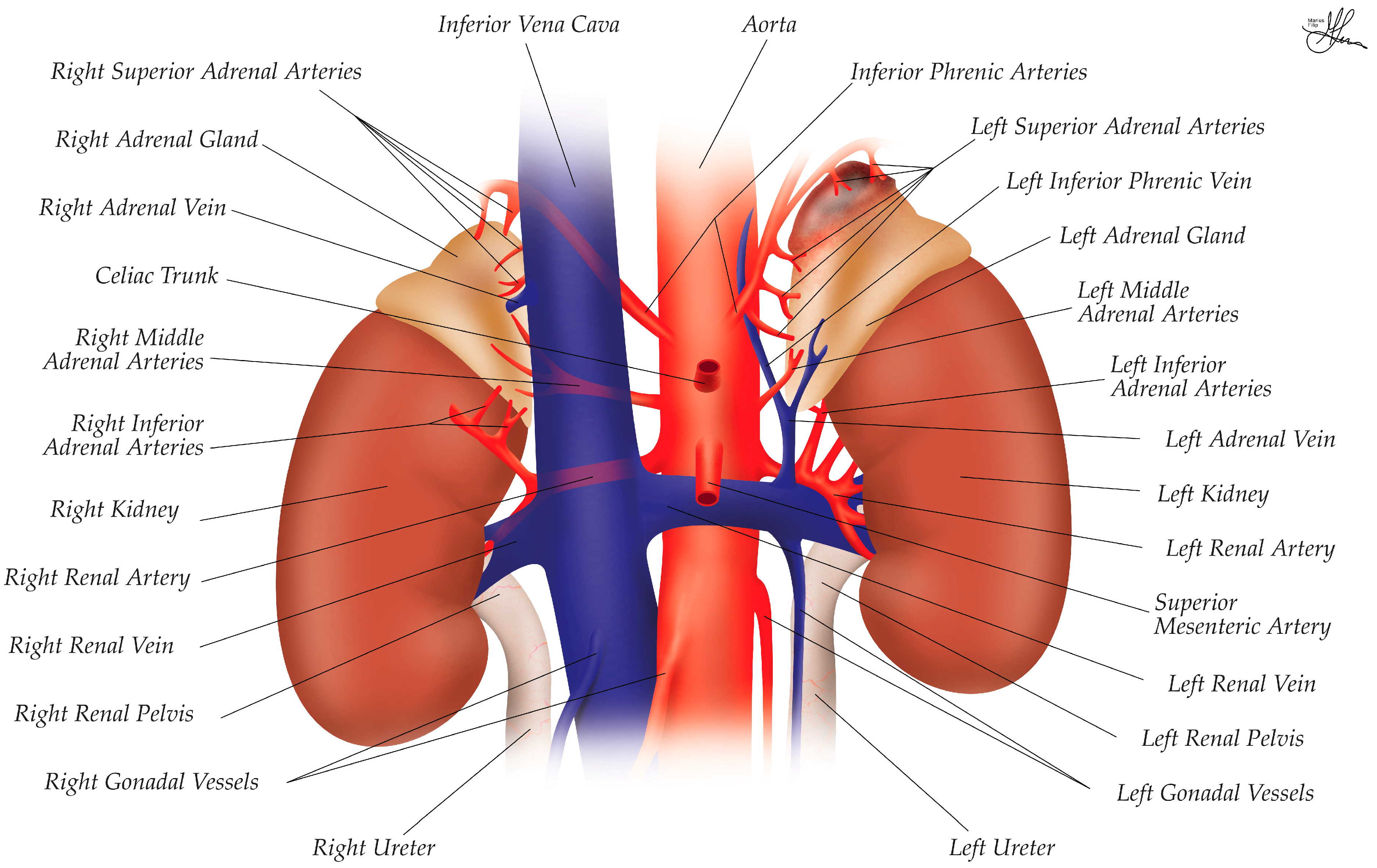 Cancers 16 03841 g002