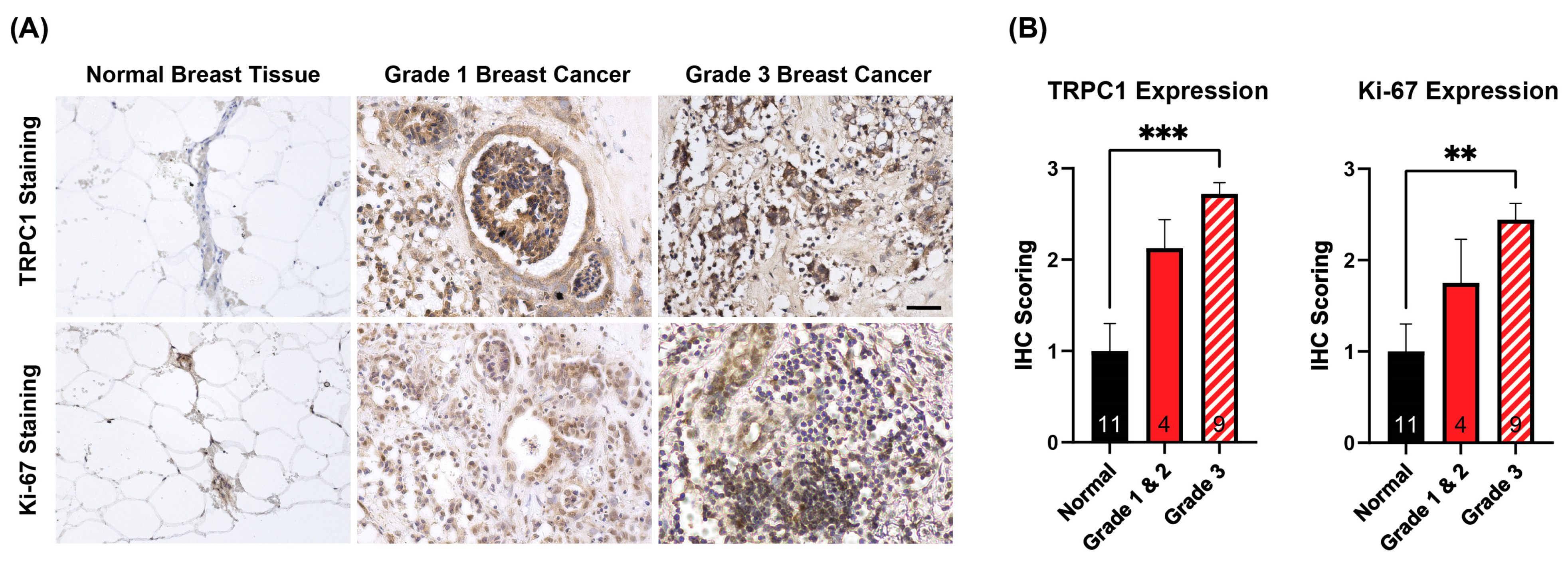 Cancers 16 03860 g001