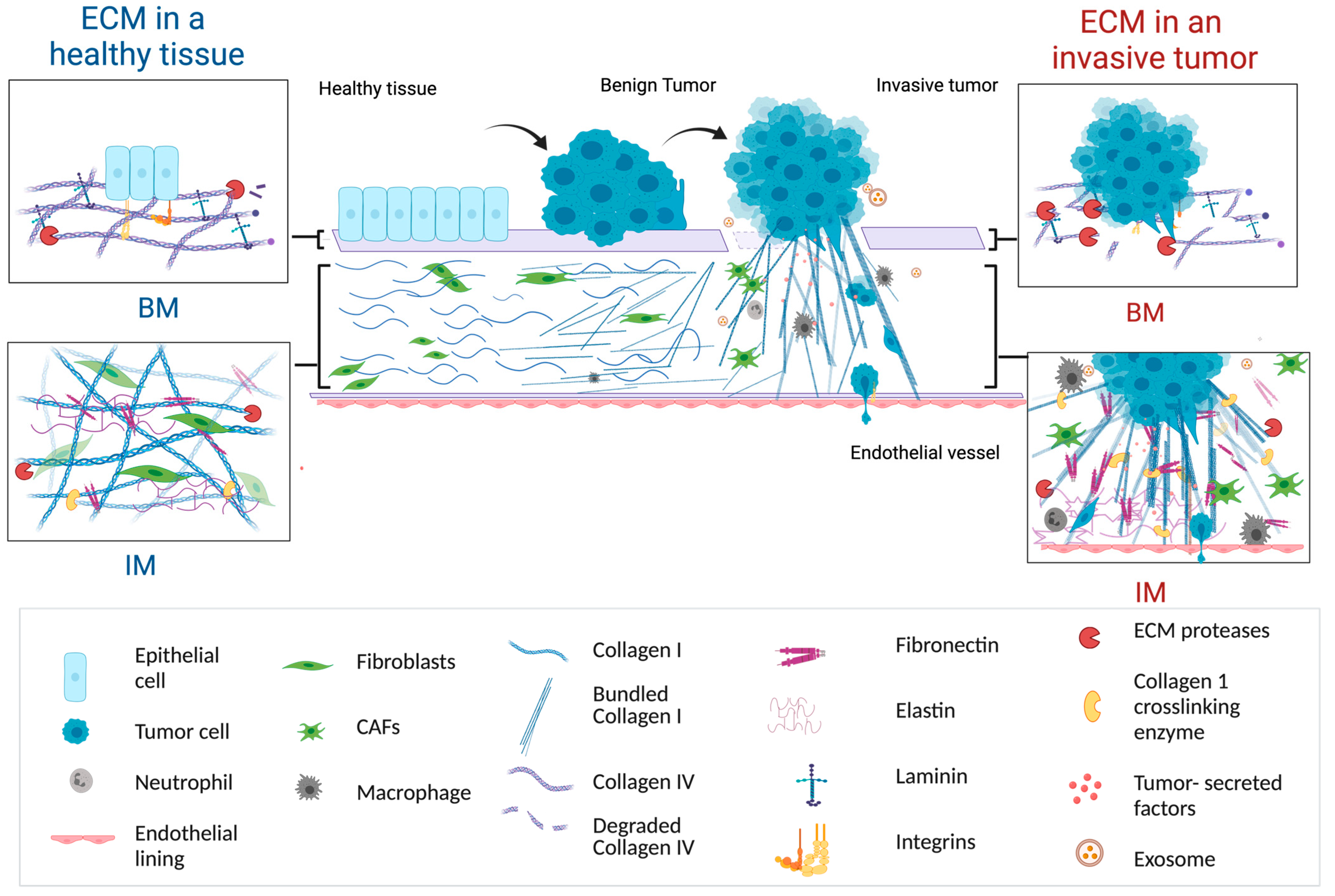 Cancers 16 03873 g001
