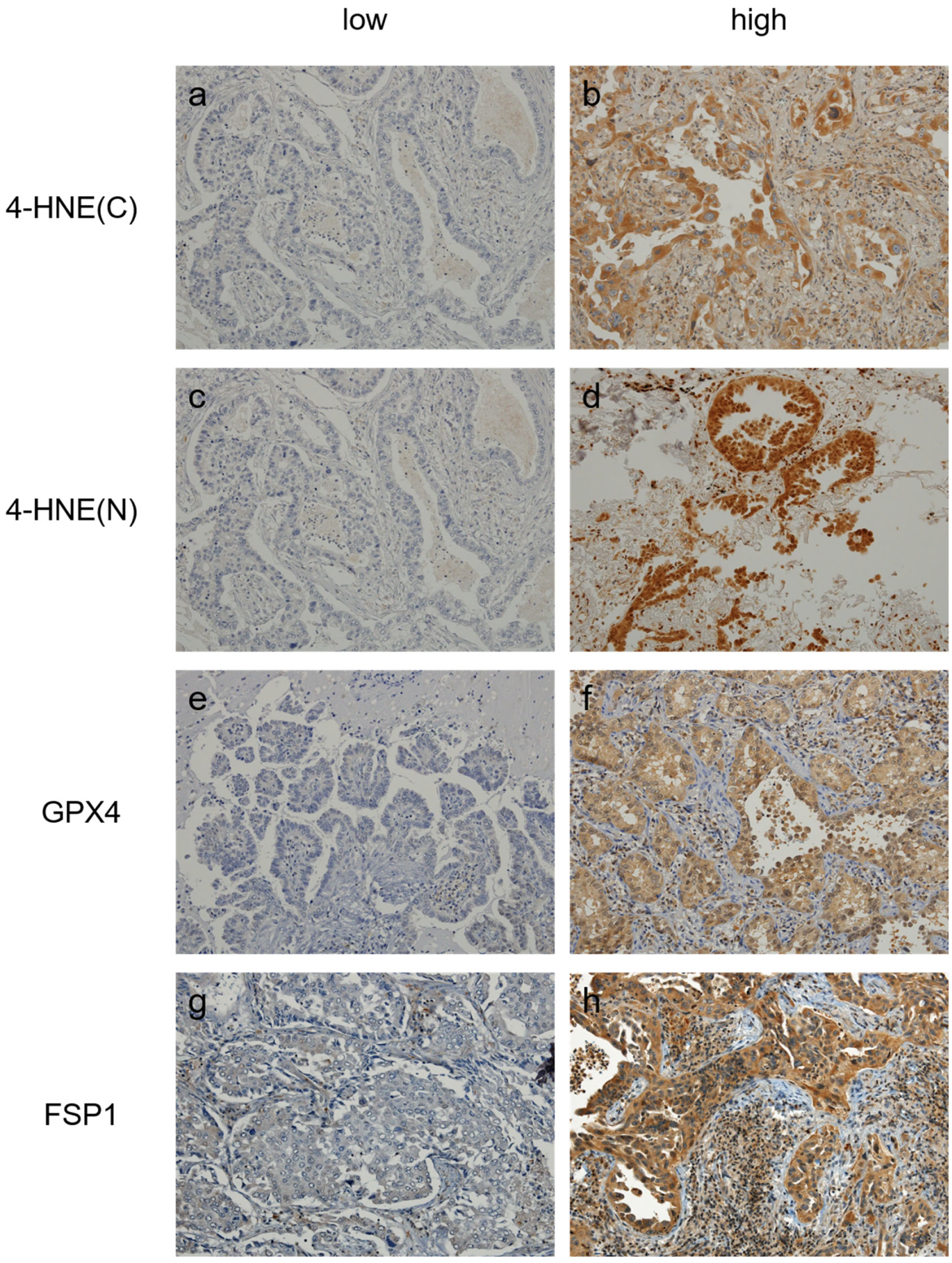 Cancers 16 03888 g001