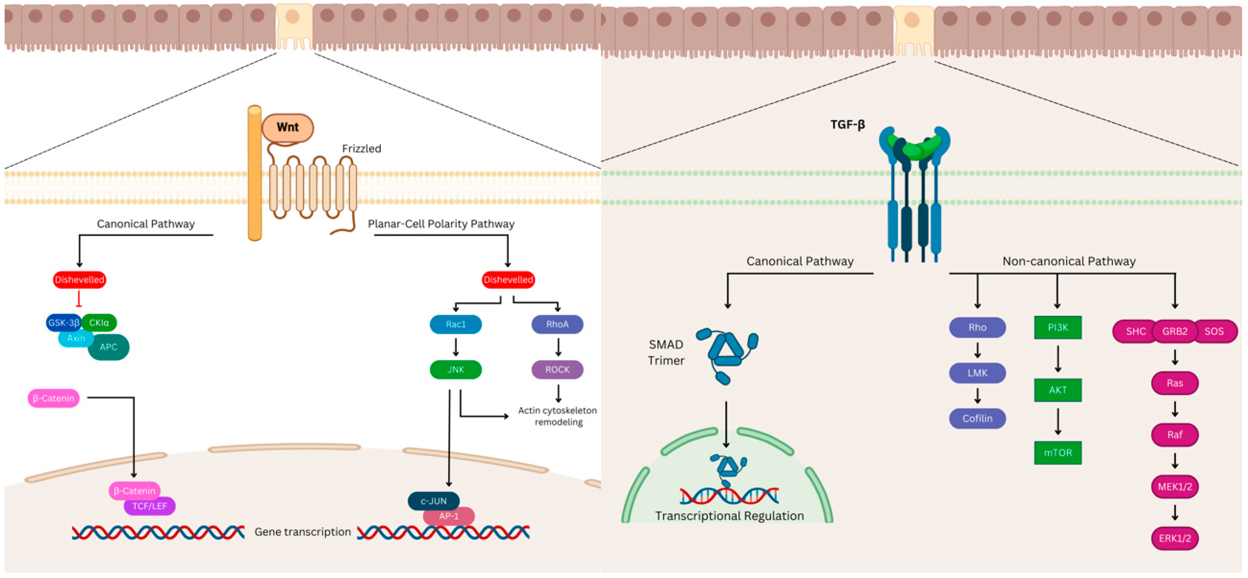 Cancers 16 03903 g001 Cancers 16 03903 g001