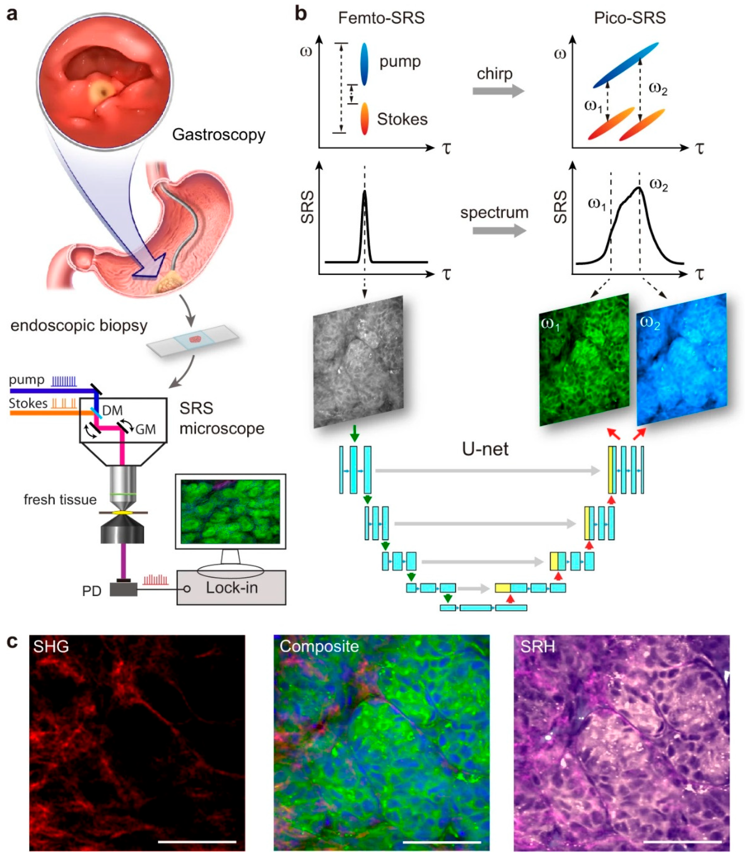 Cancers 16 03917 g002