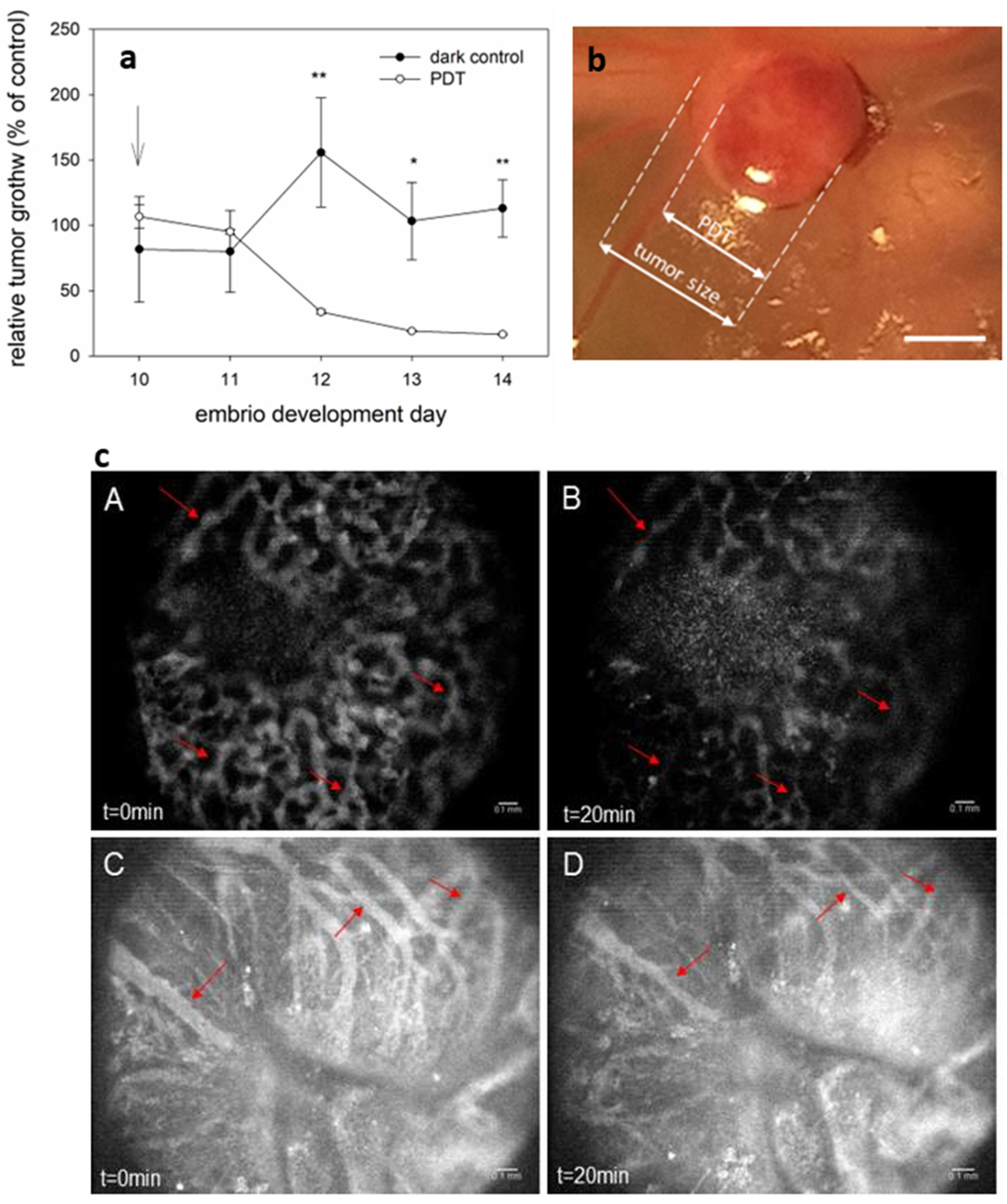 Cancers 16 03924 g005 Cancers 16 03924 g005