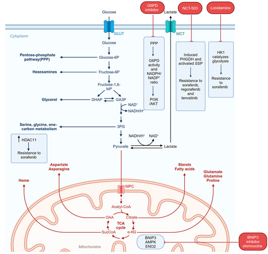 Resistance to Tyrosine Kinase Inhibitors in Hepatocellular 