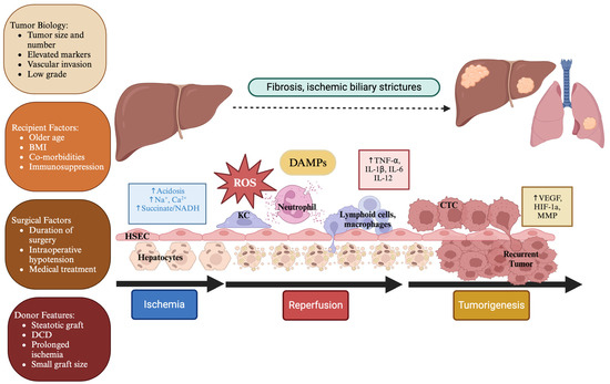 Machine Perfusion as a Strategy to Decrease Ischemia Machine Perfusion as a Strategy to Decrease Ischemia