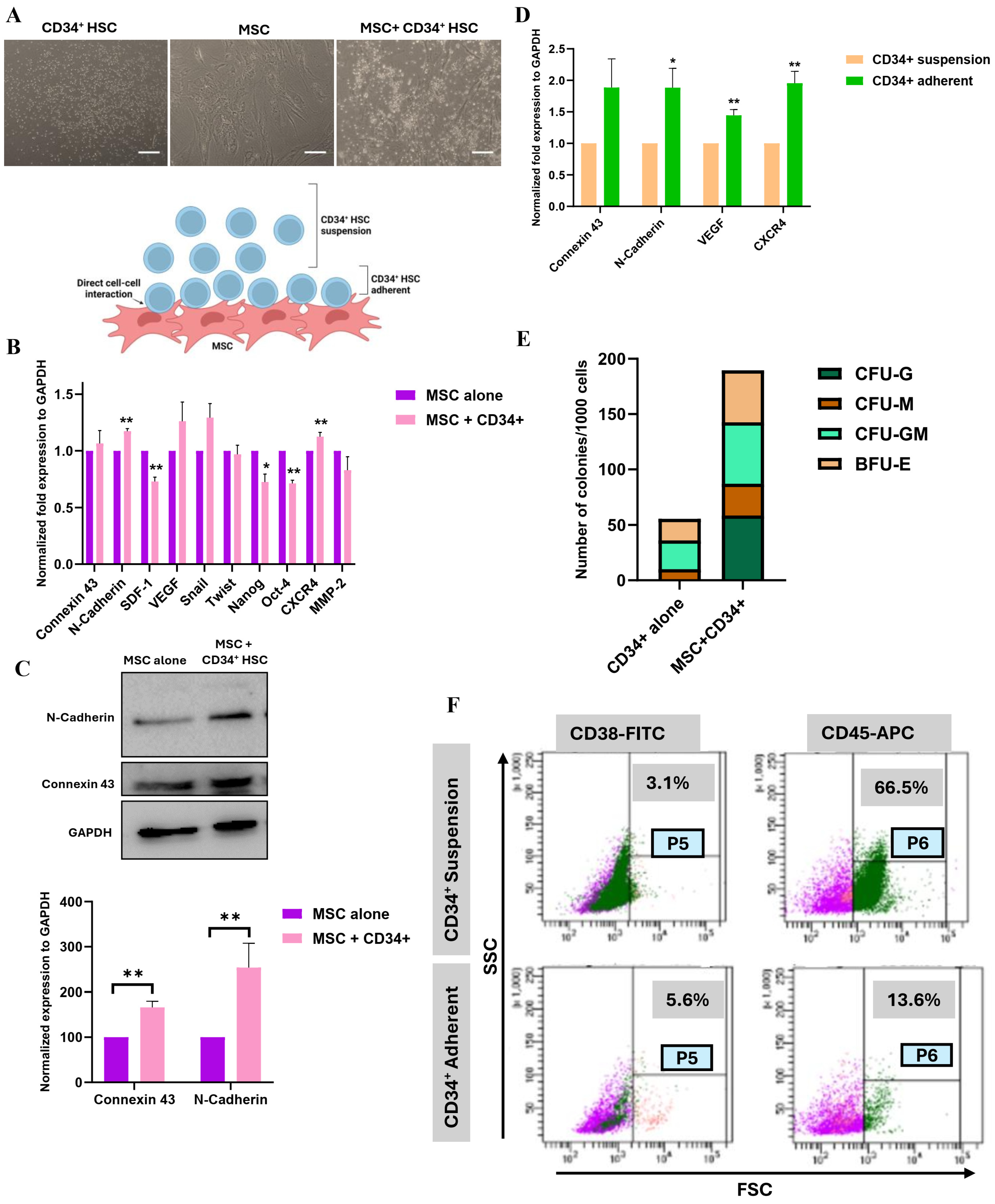 Cancers 16 03972 g001