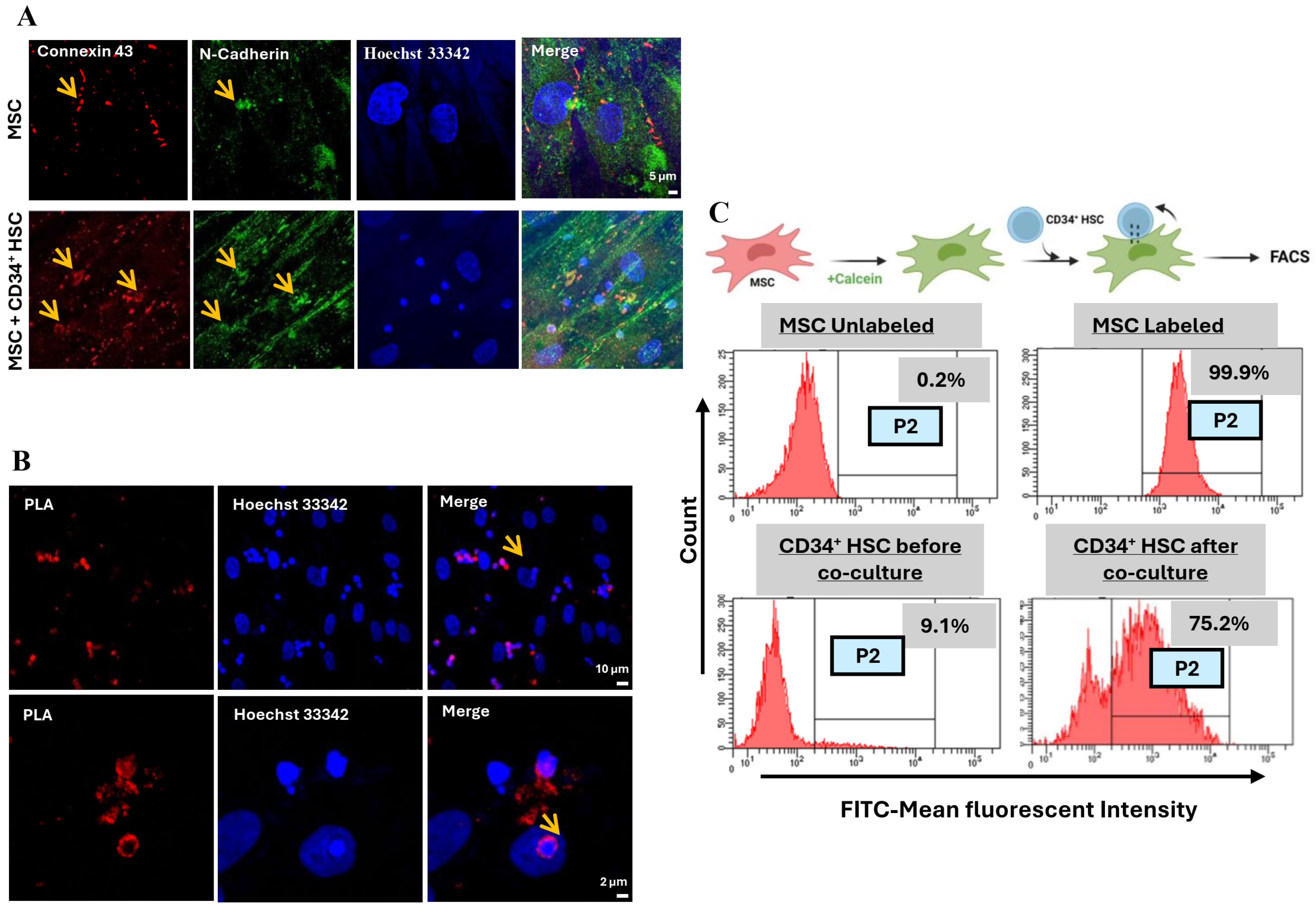 Cancers 16 03972 g002
