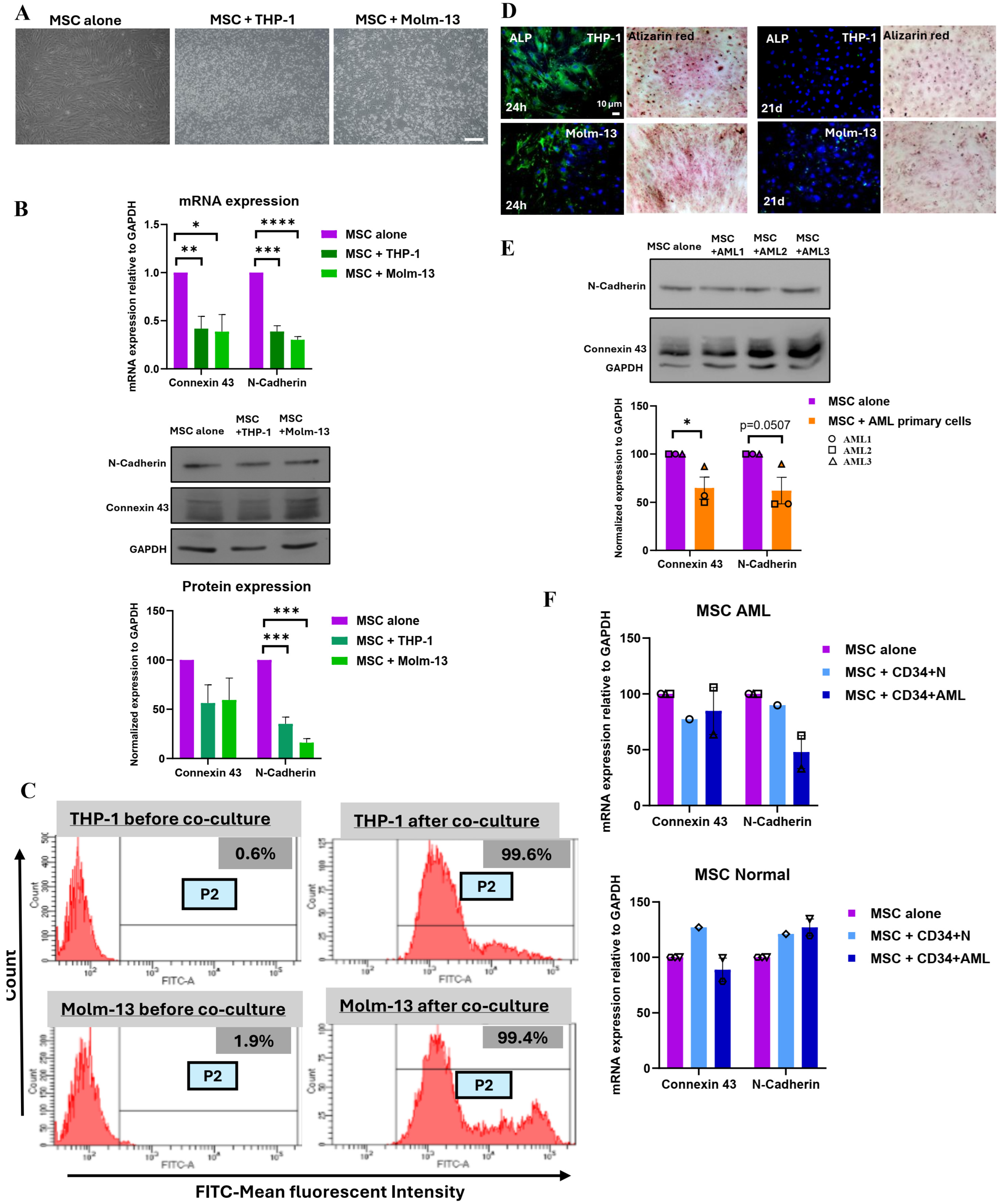 Cancers 16 03972 g004