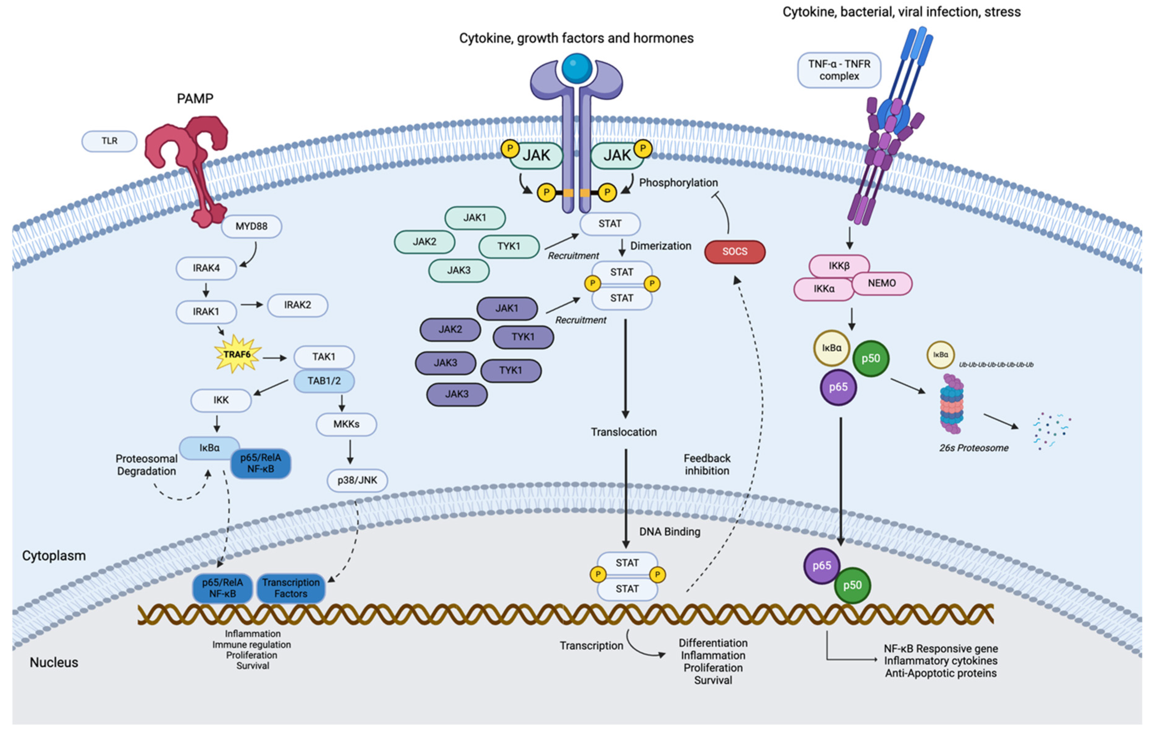 Cancers 16 03974 g001