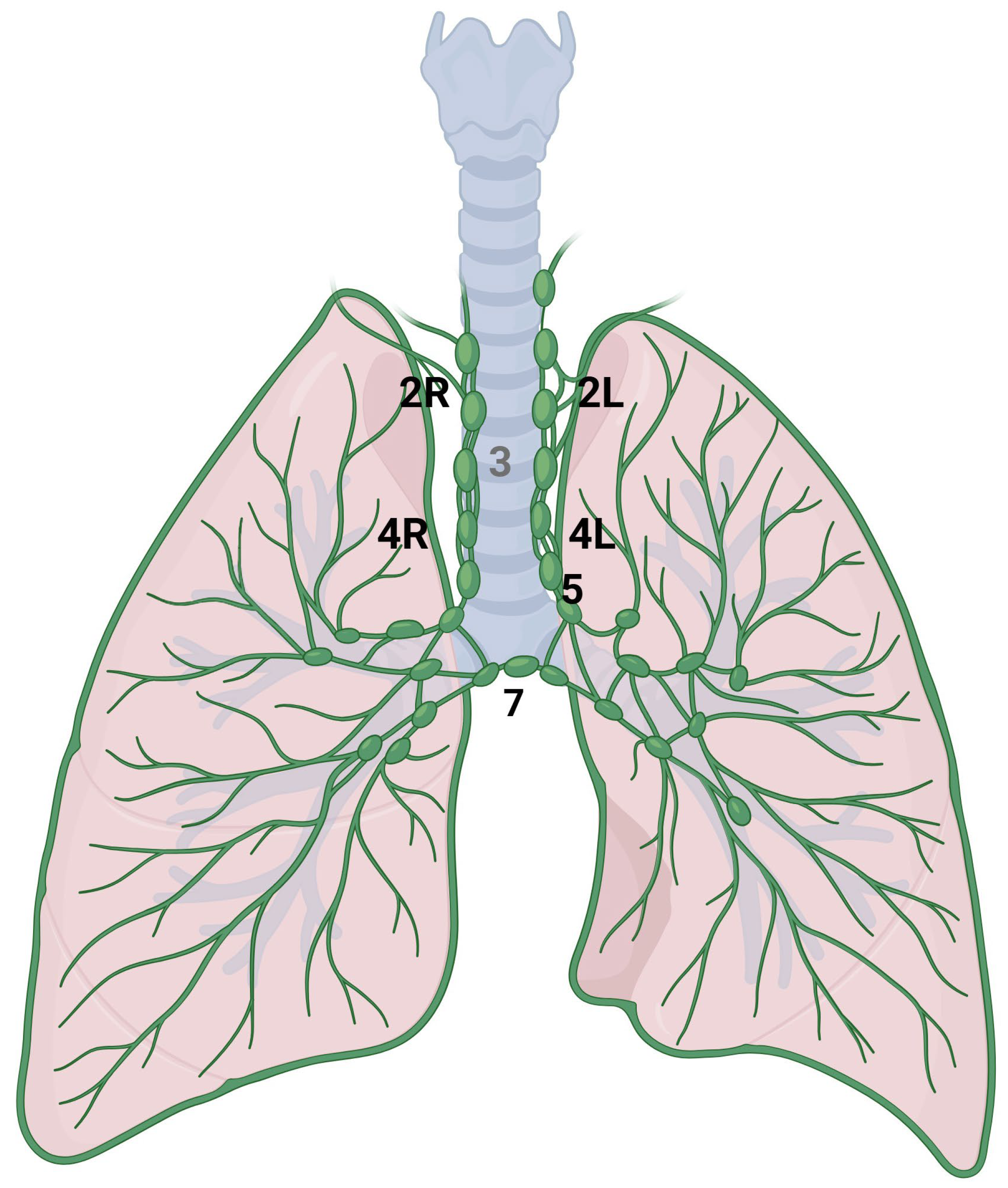 Cancers 16 03985 g003