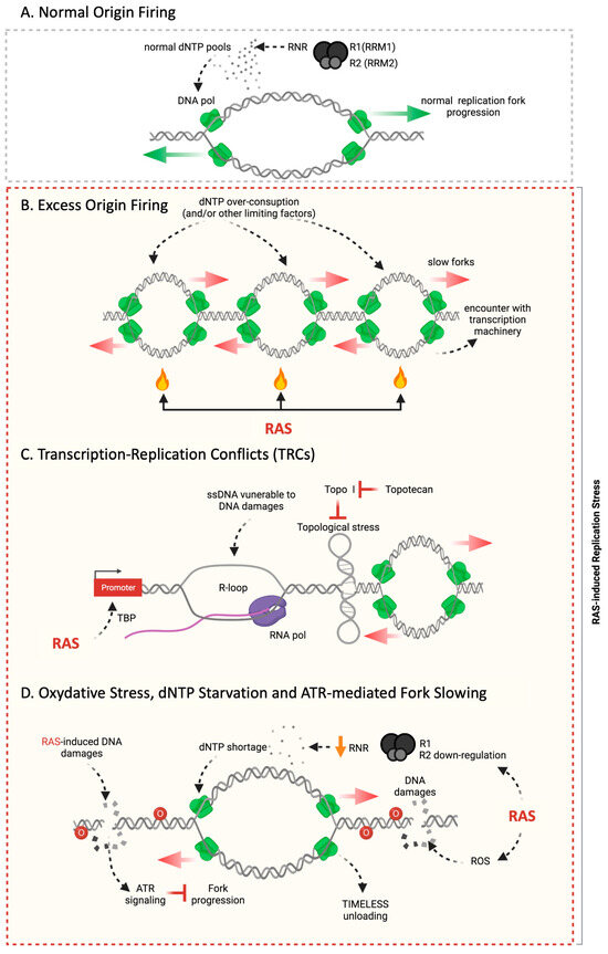 Oncogenic RAS in Cancers from the DNA Replication Stress and