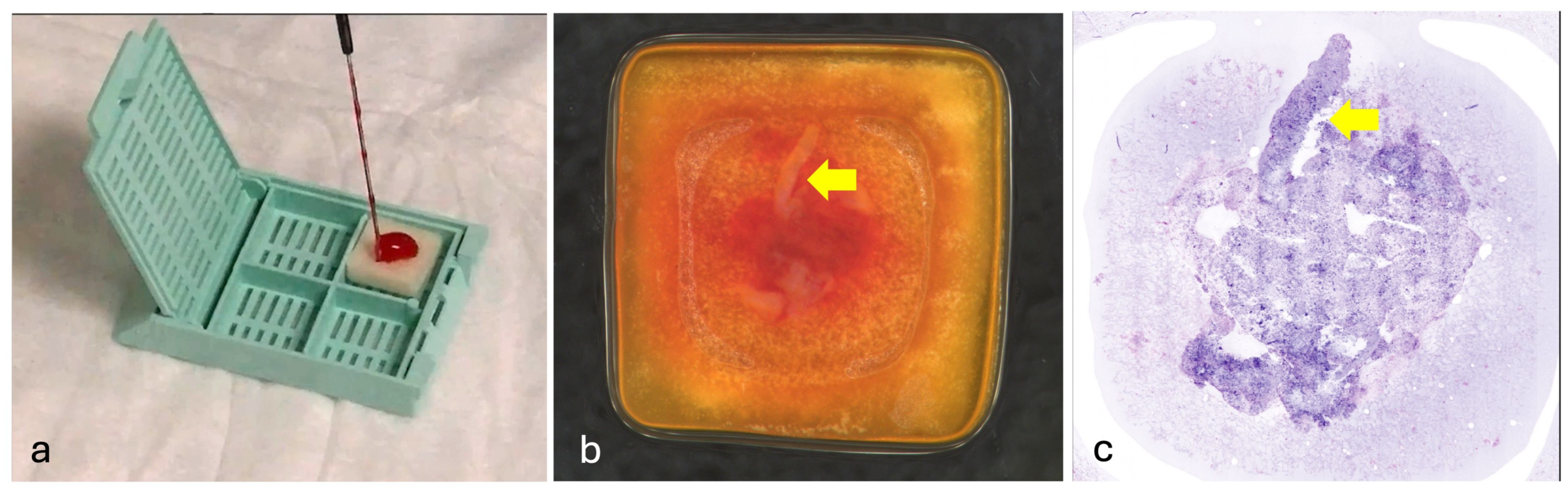 Cancers 16 04015 g001