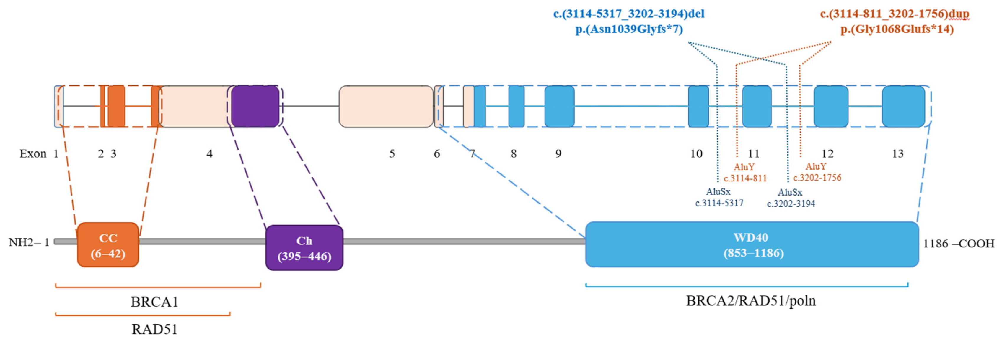 Cancers 16 04022 g006 Cancers 16 04022 g006