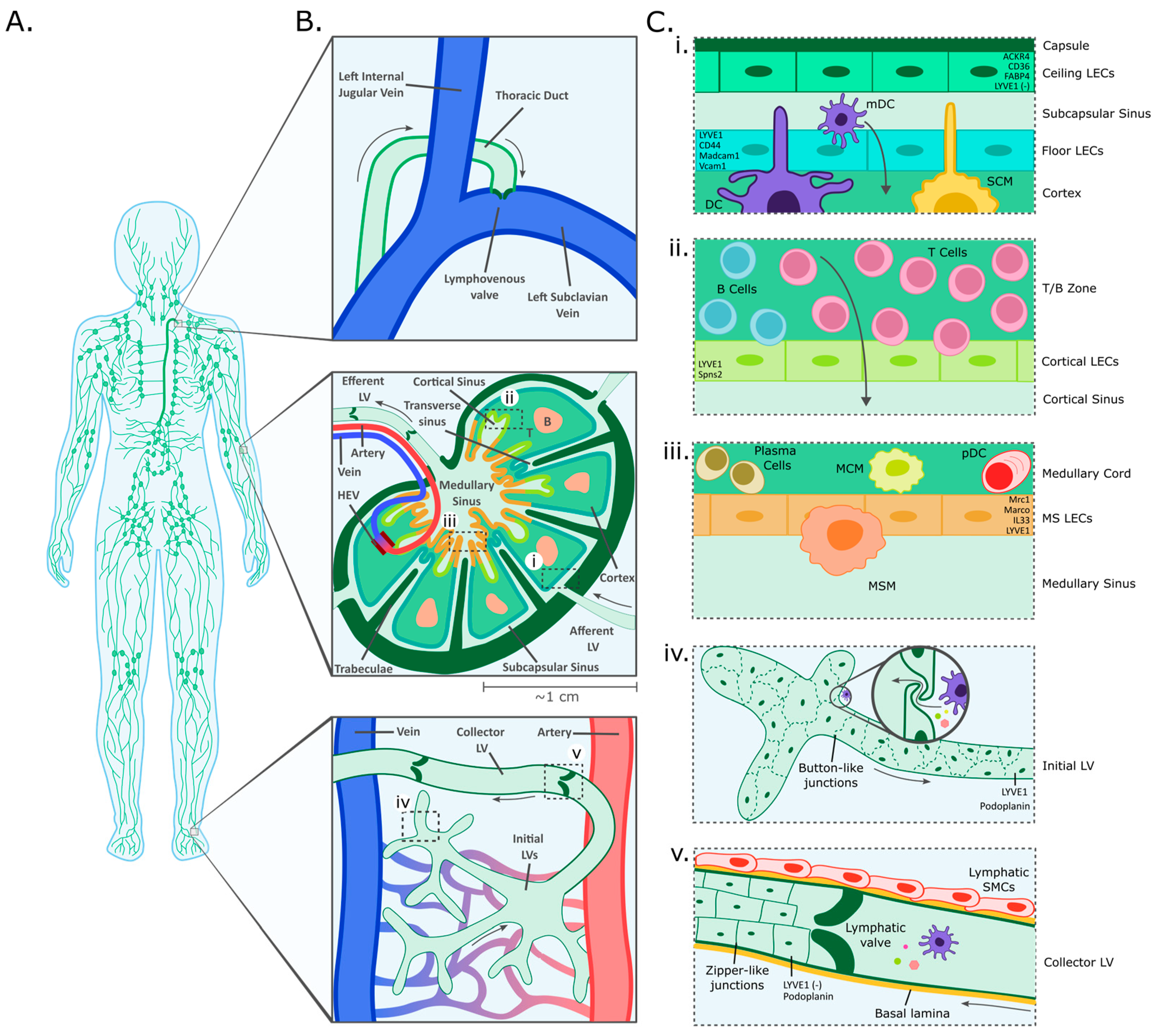 Cancers 16 04039 g001 Cancers 16 04039 g001