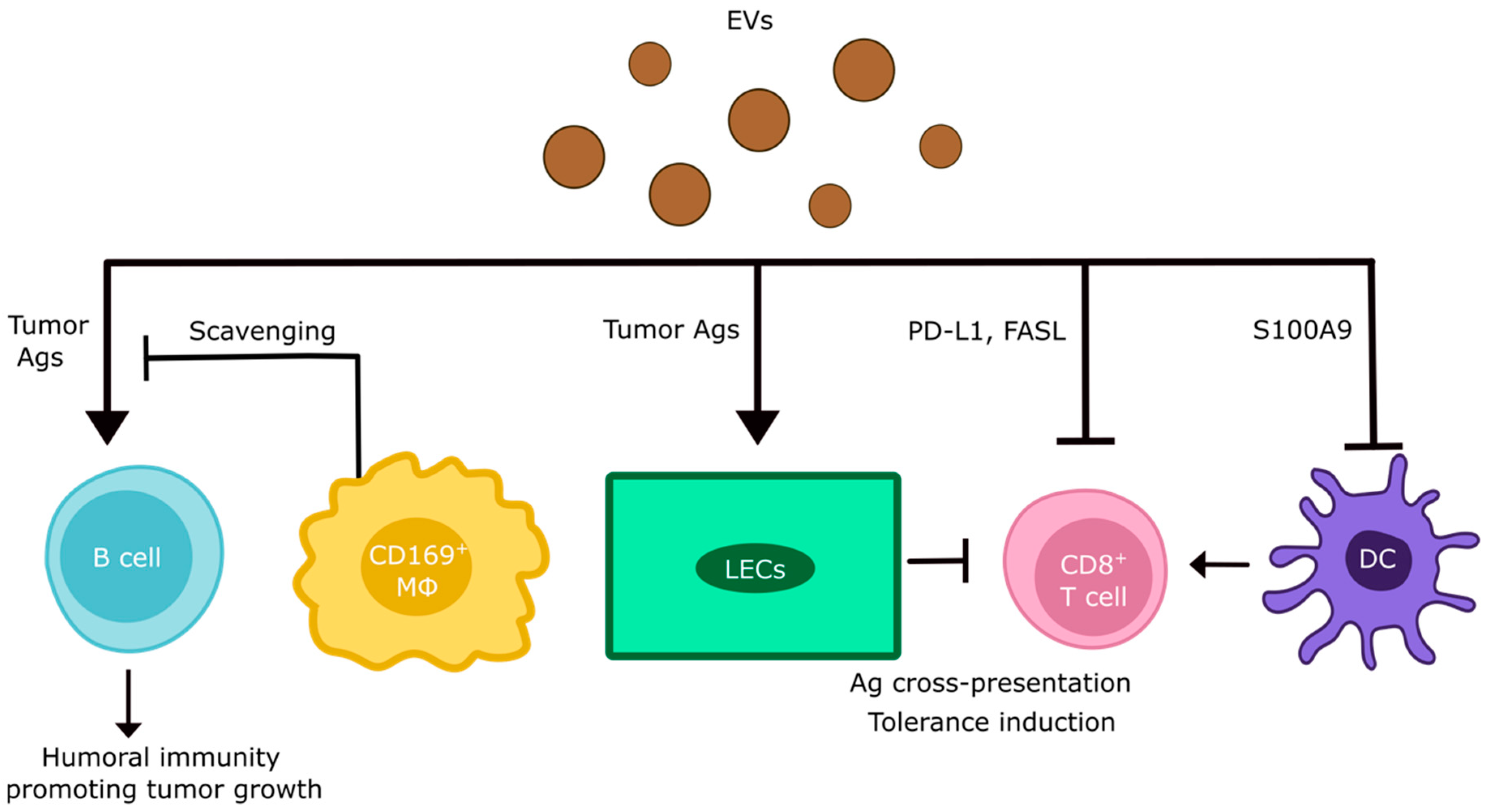 Cancers 16 04039 g004 Cancers 16 04039 g004