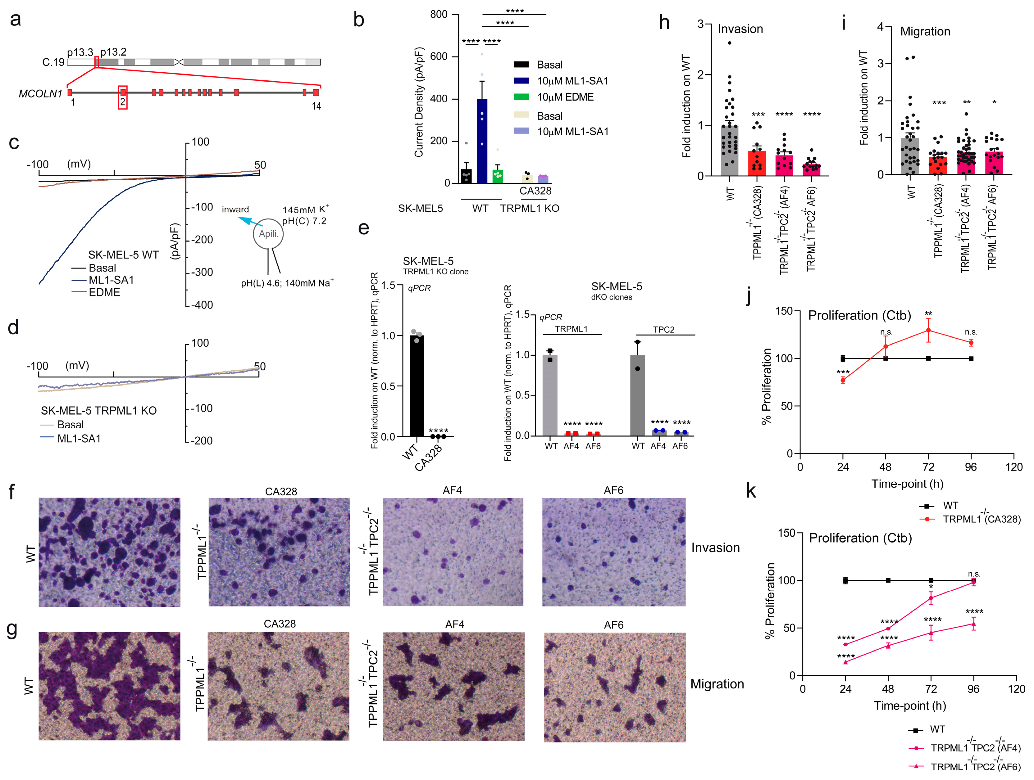 Cancers 16 04065 g001