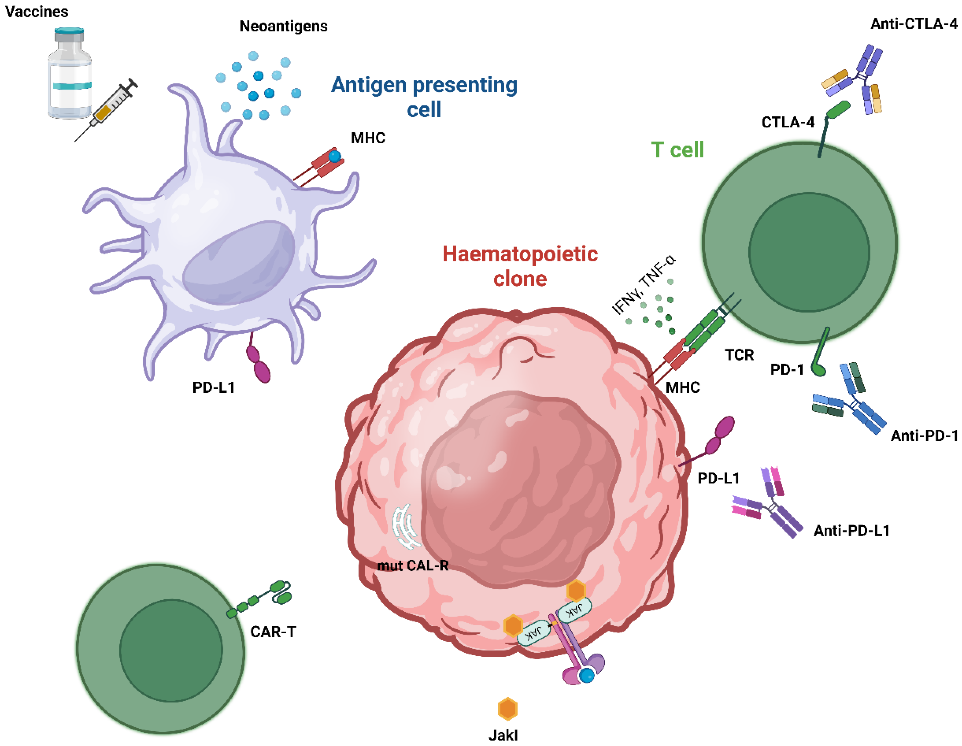 Cancers 16 04113 g001