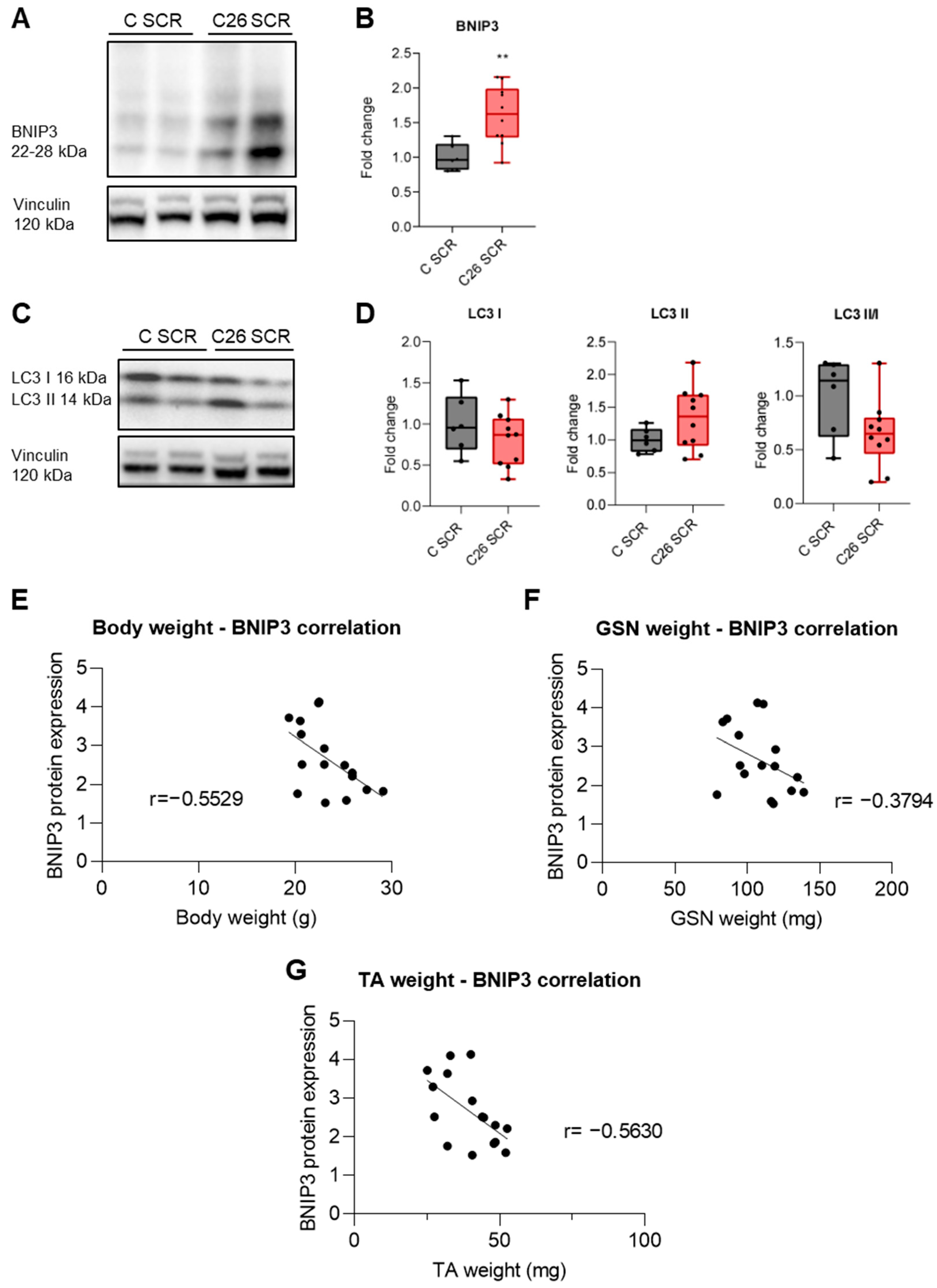 Cancers 16 04133 g001
