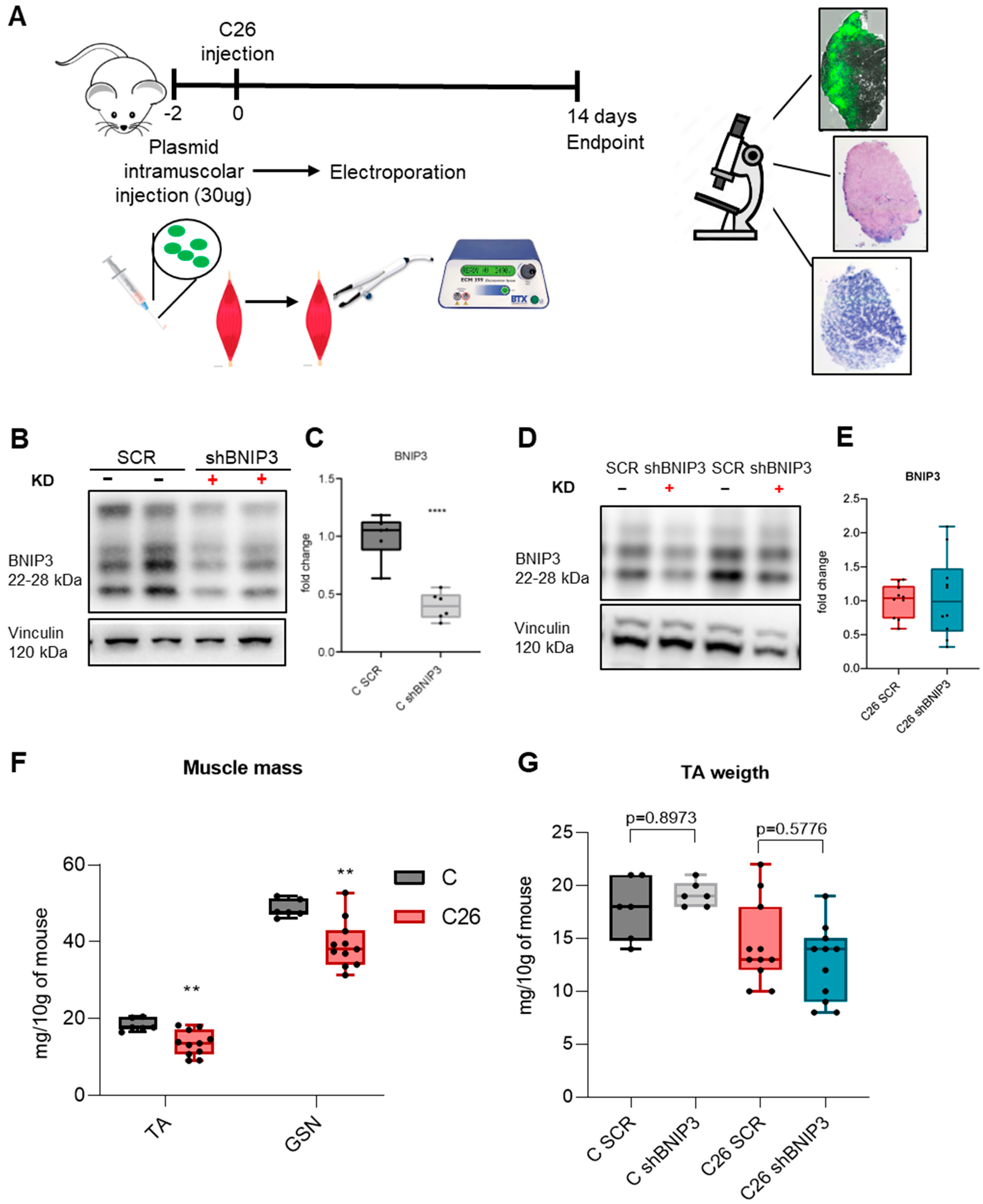 Cancers 16 04133 g002