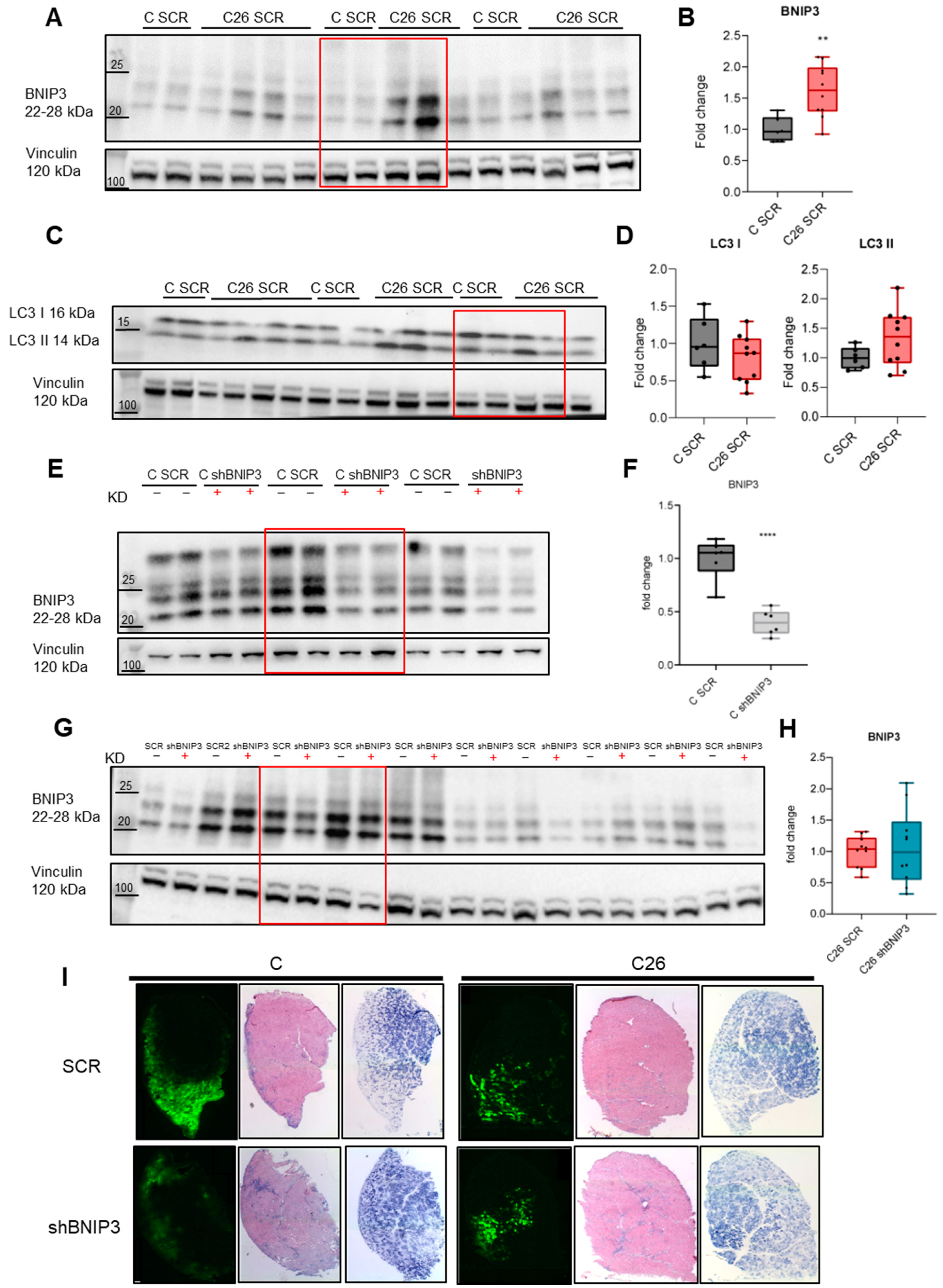 Cancers 16 04133 g0a1