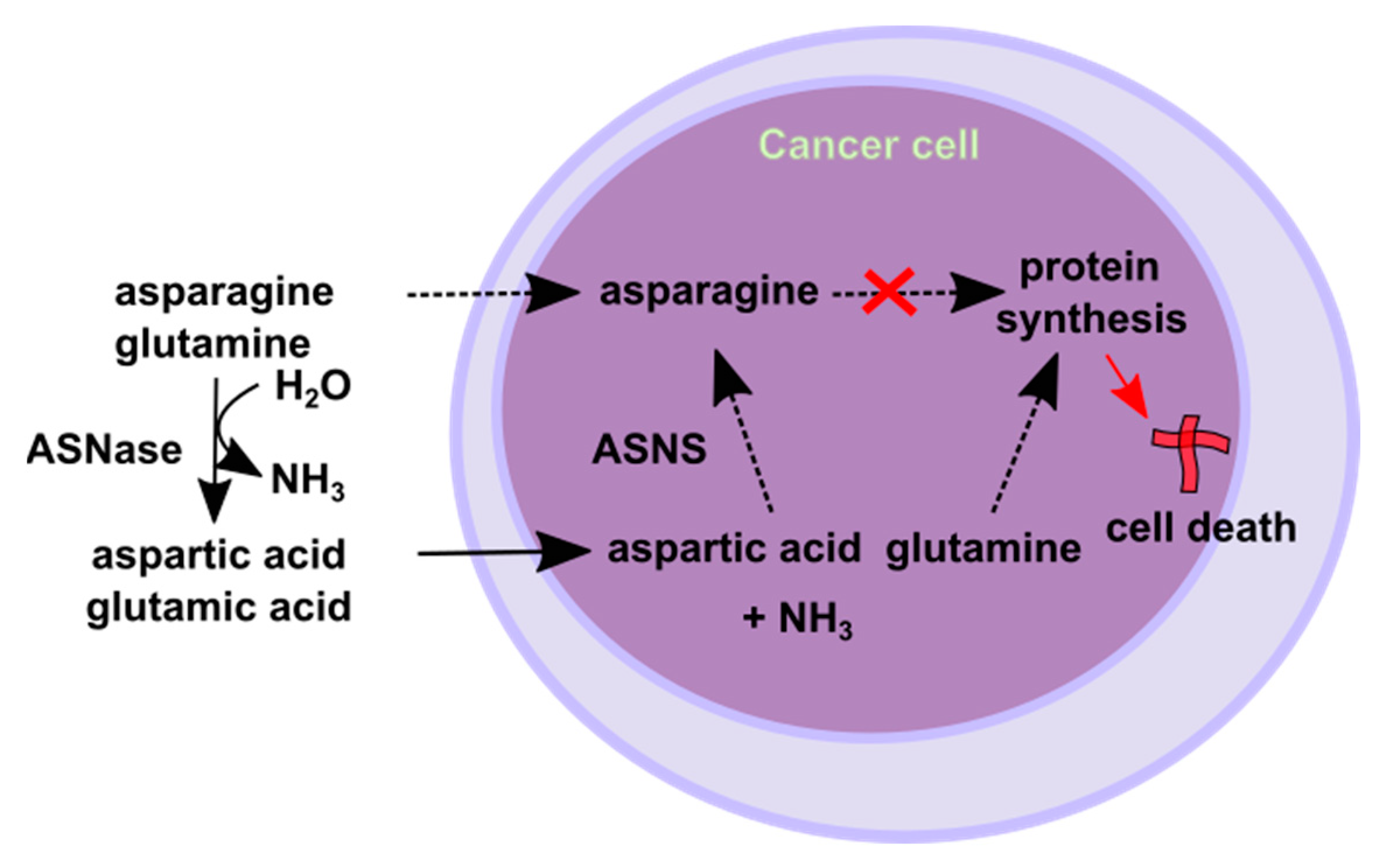 Cancers 16 04136 g002 Cancers 16 04136 g002