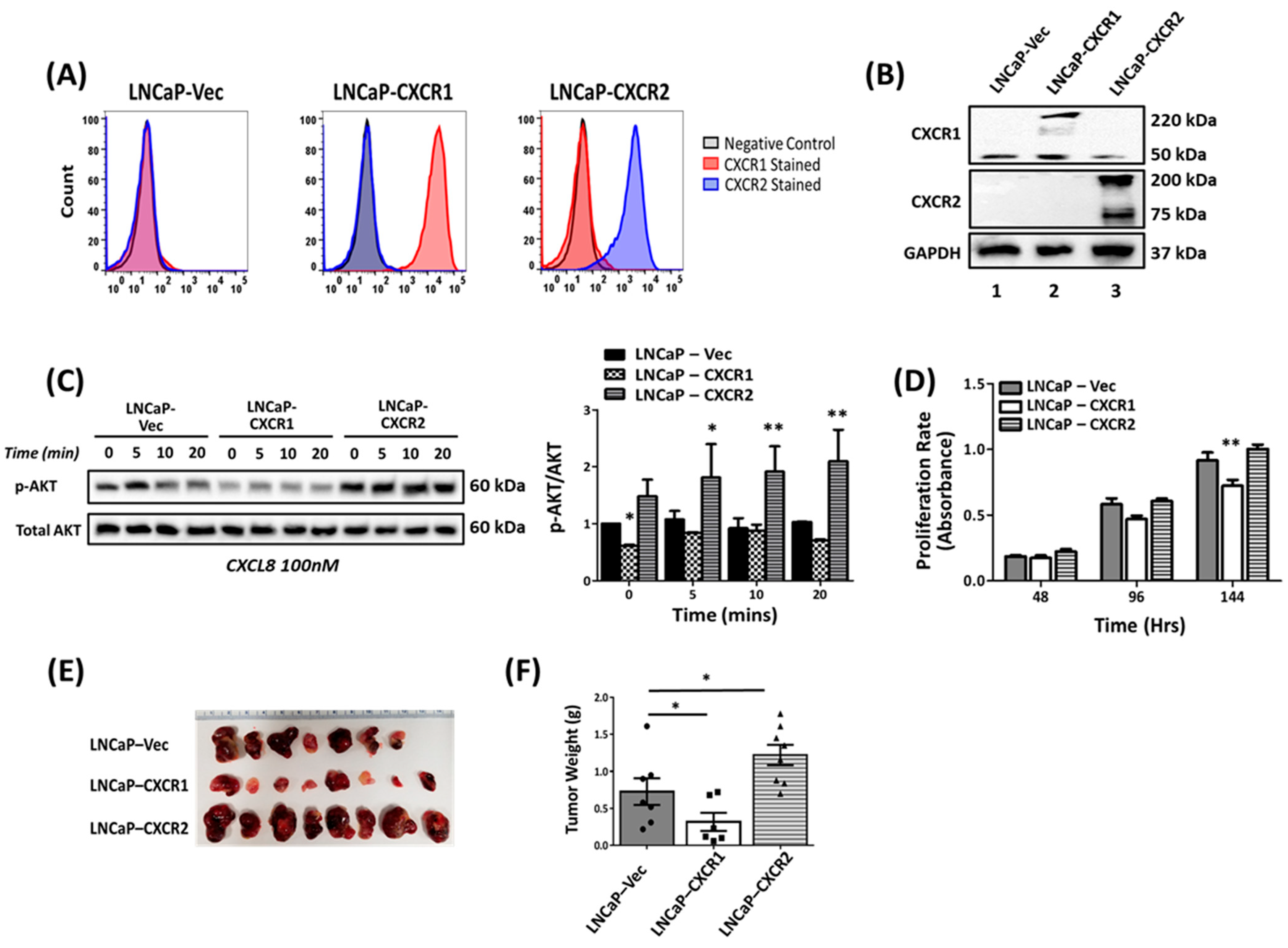 Cancers 16 04138 g004