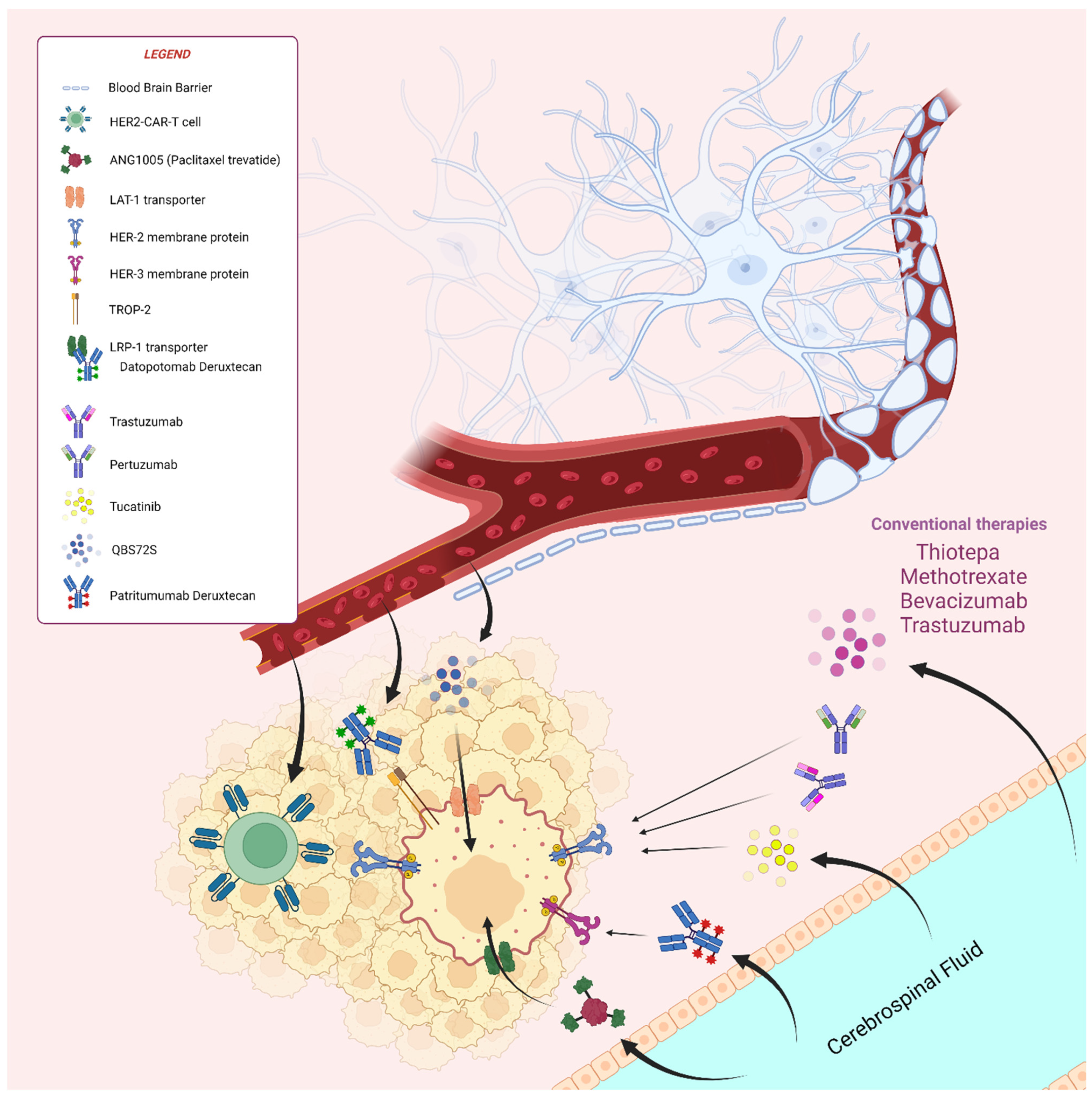 Cancers 16 04164 g002
