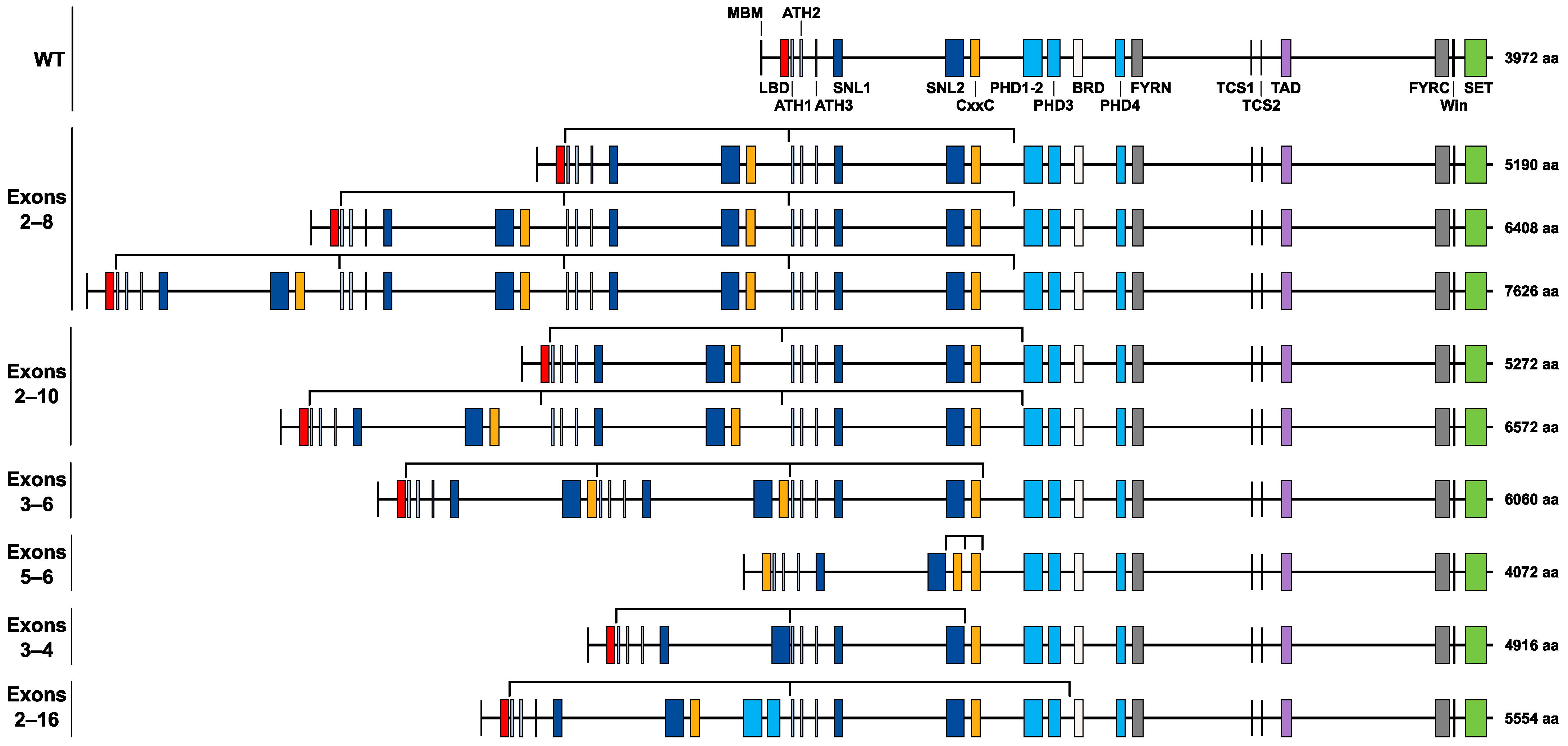 Cancers 16 04171 g004