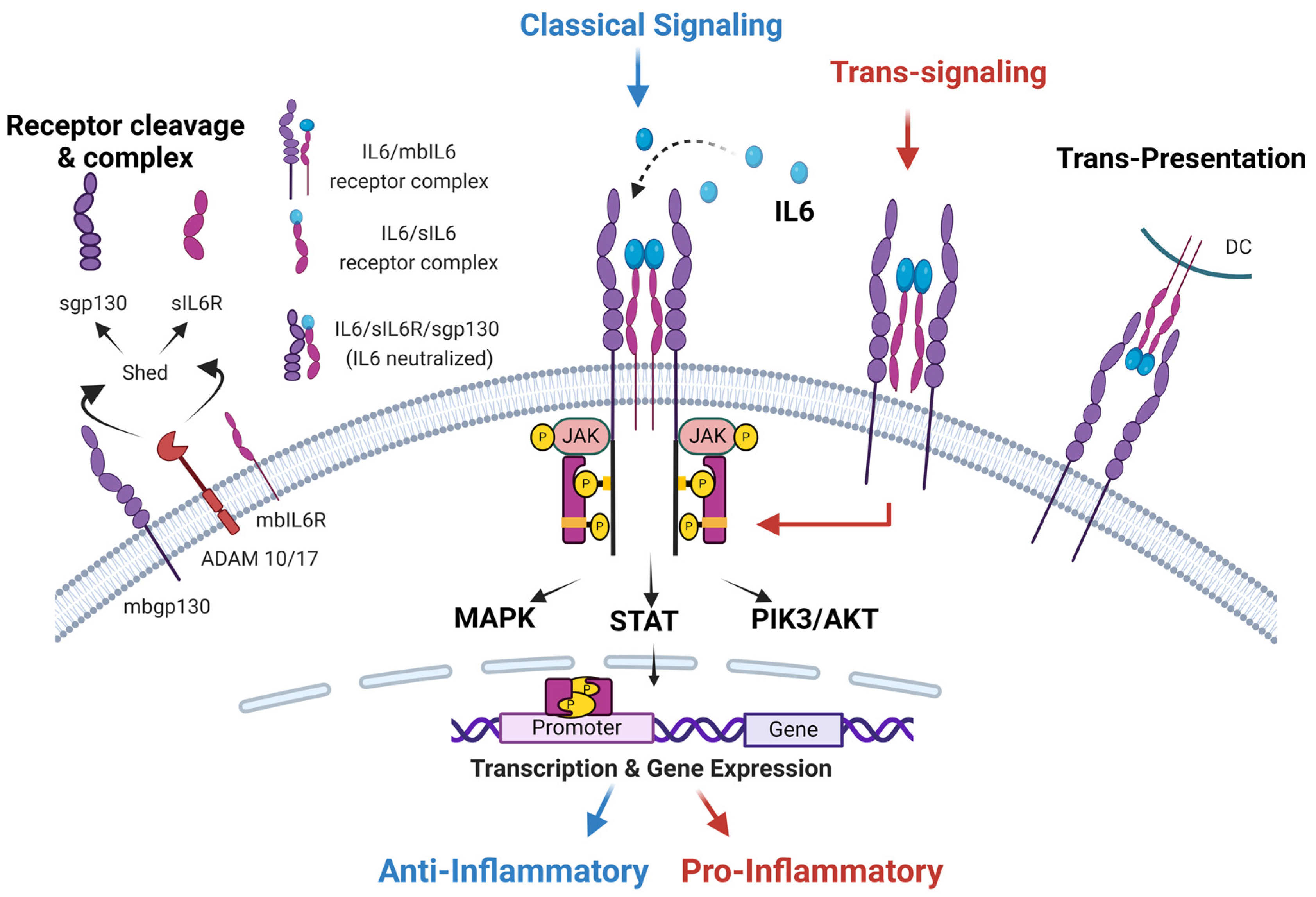 Cancers 16 04187 g001