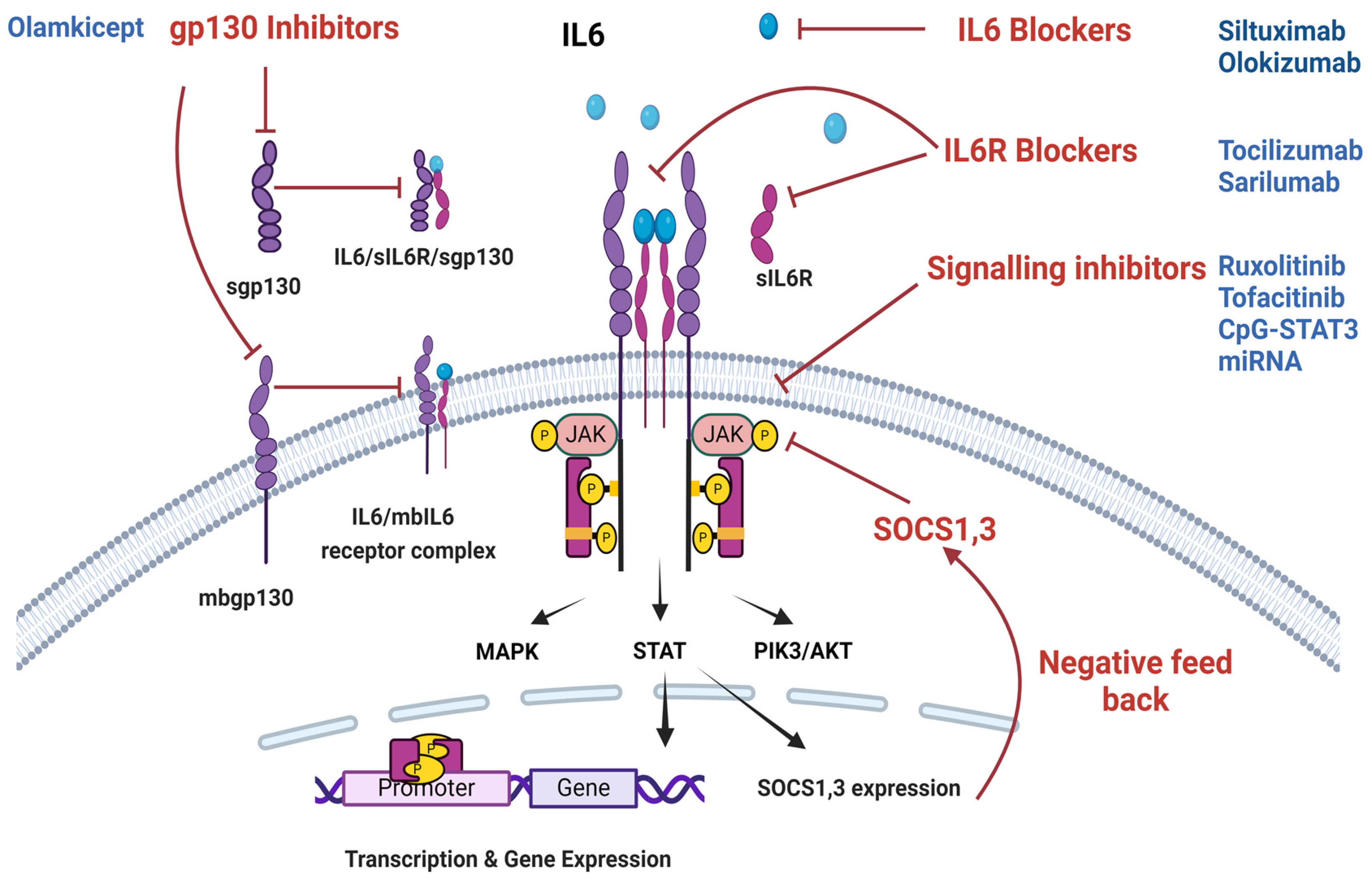 Cancers 16 04187 g003