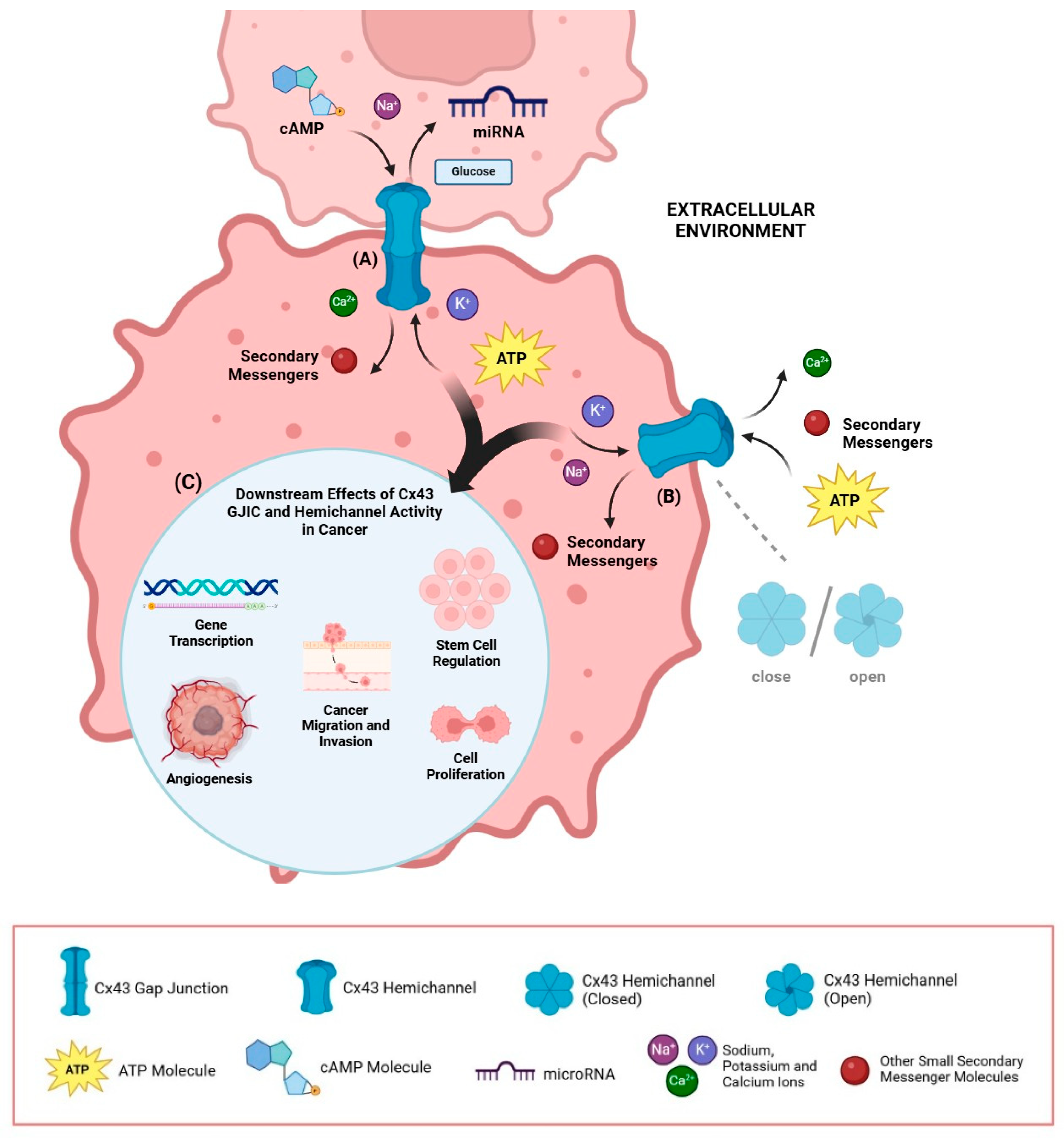 Cancers 16 04191 g002