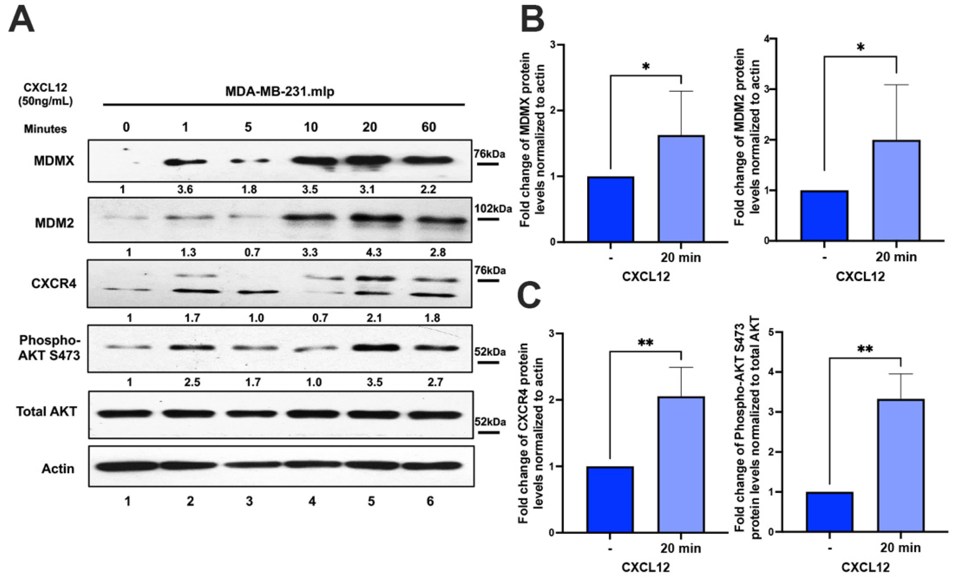 Cancers 16 04194 g001