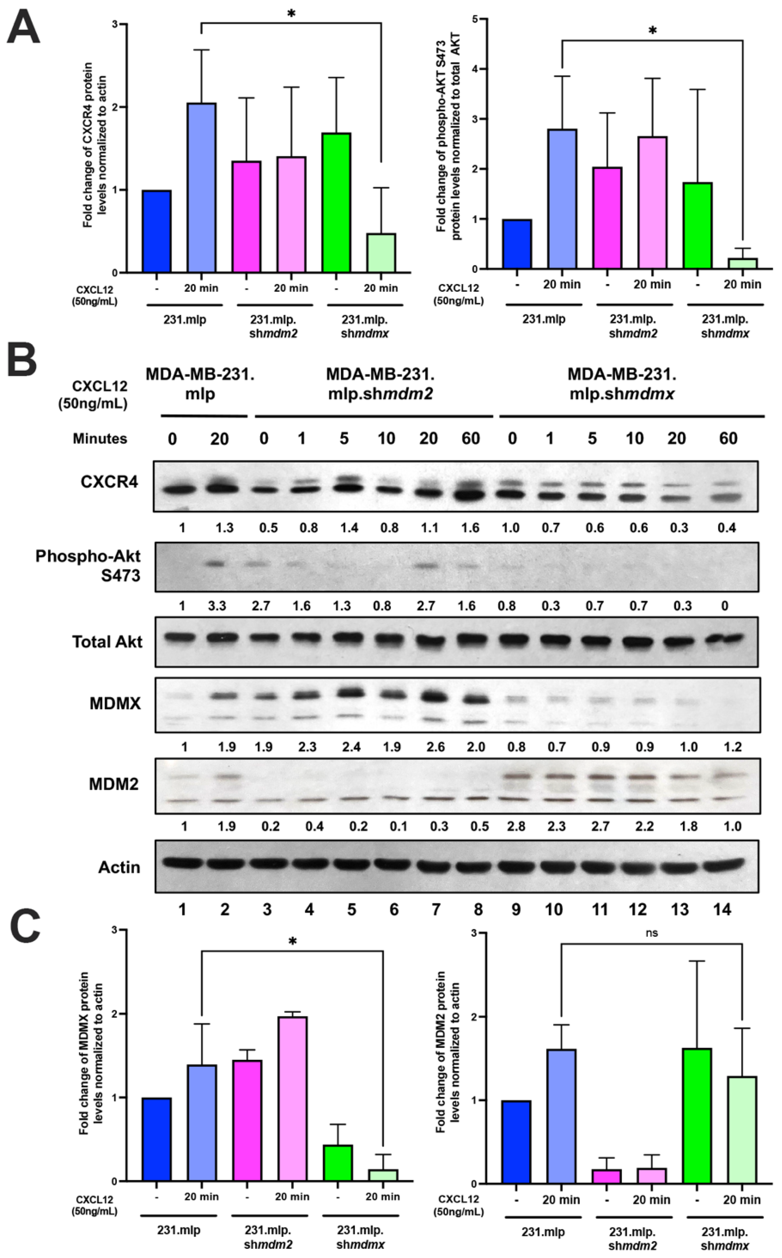 Cancers 16 04194 g002