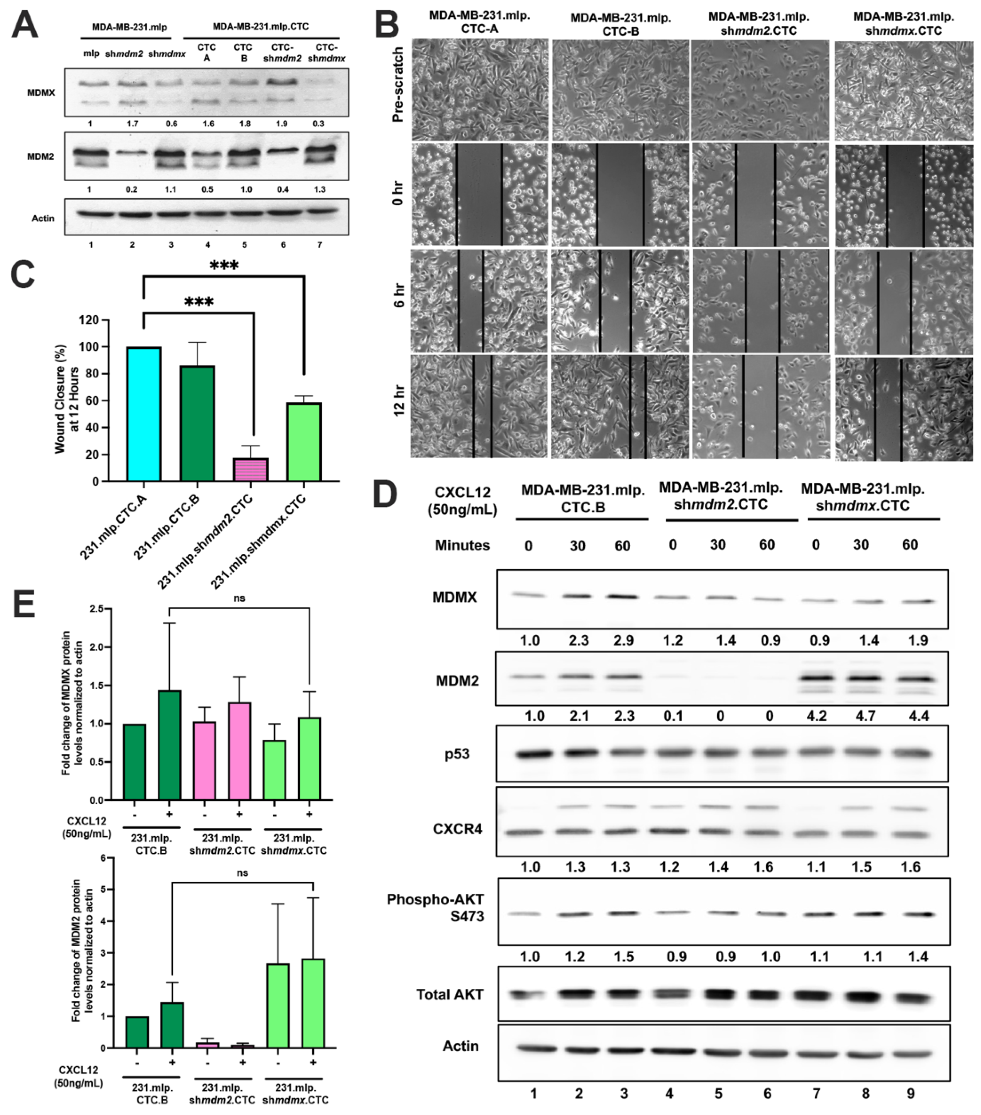 Cancers 16 04194 g004