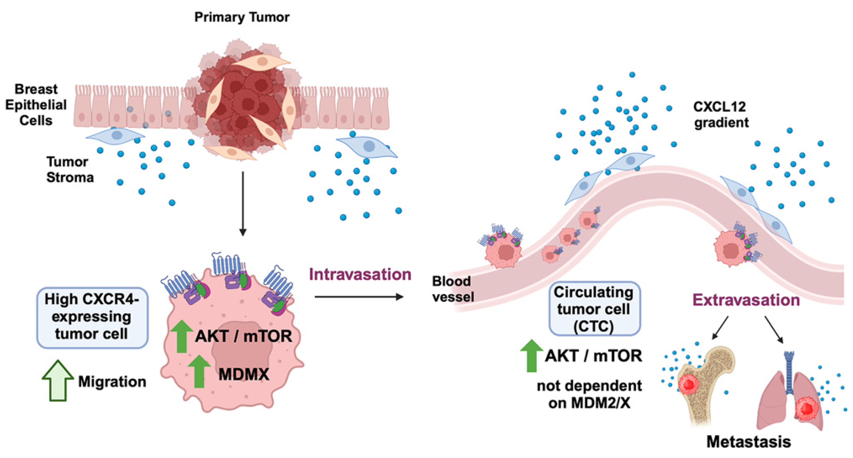 Cancers 16 04194 g006