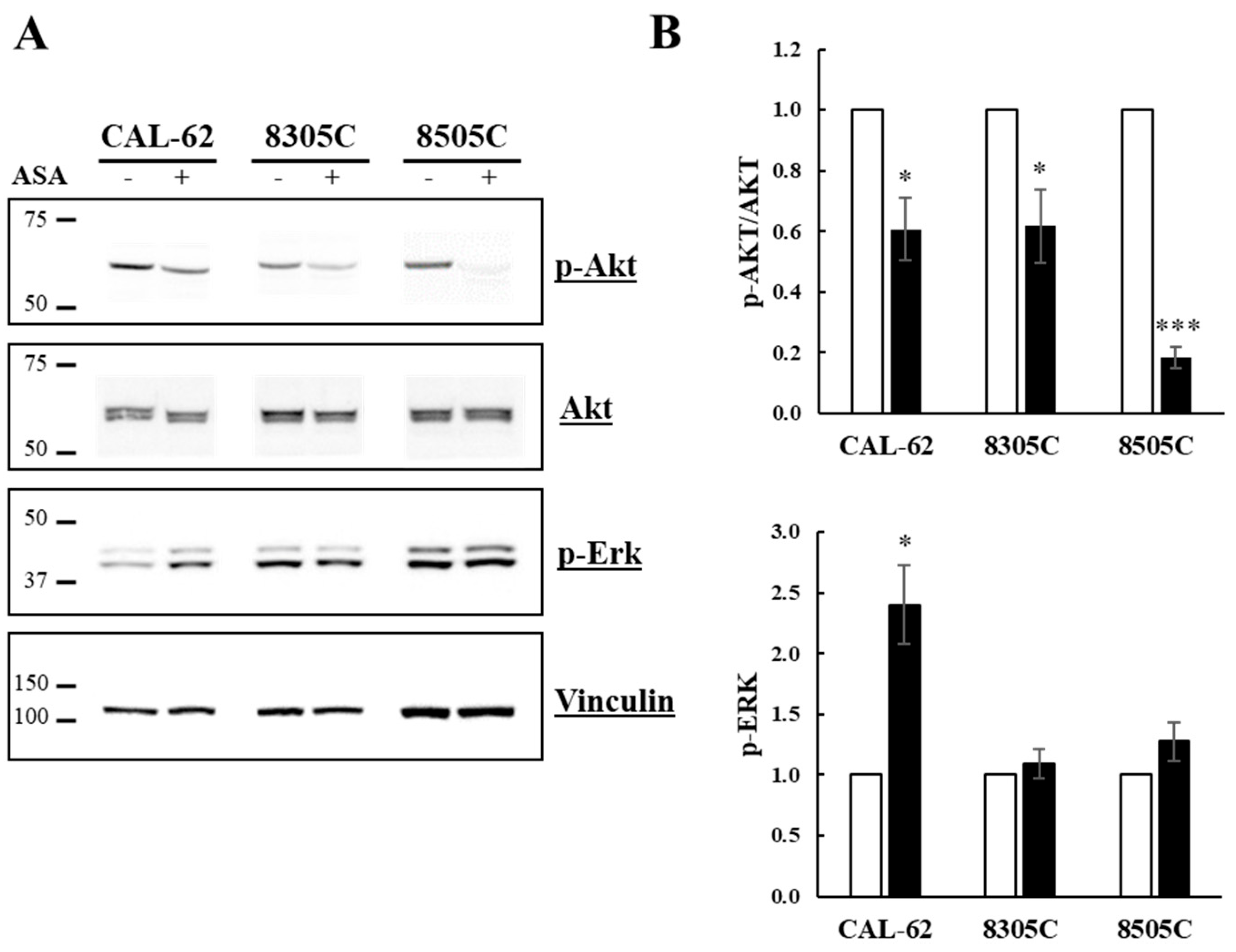 Cancers 16 04203 g007 Cancers 16 04203 g007