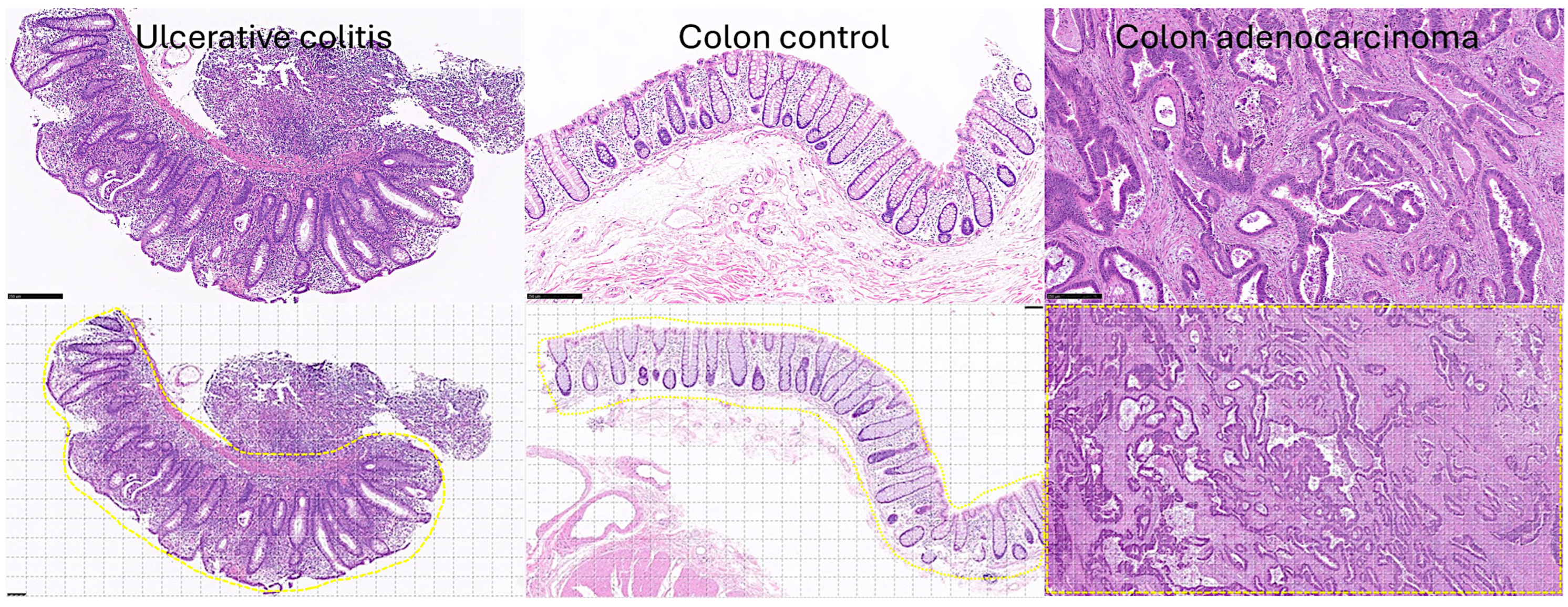 Cancers 16 04230 g001