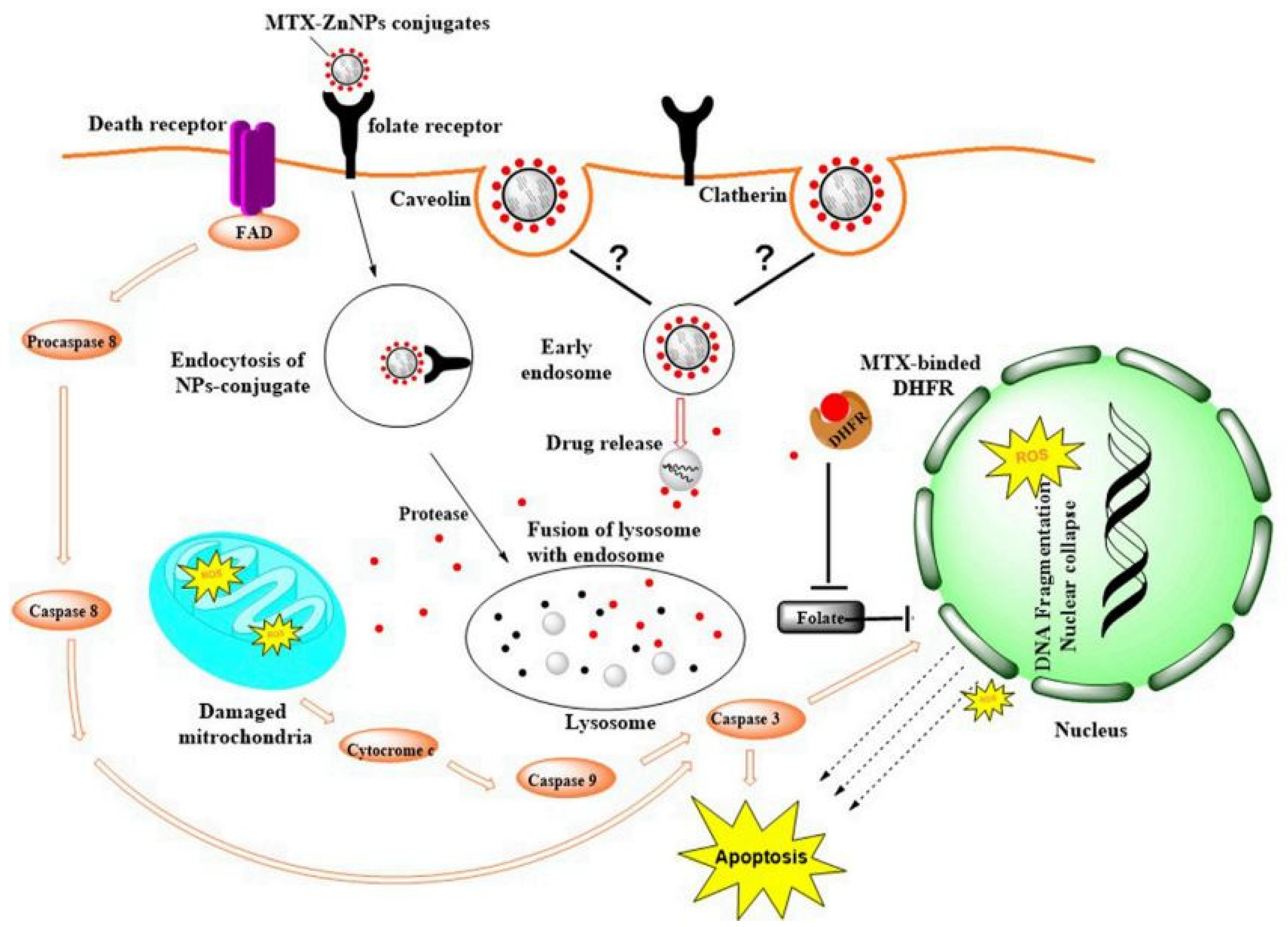 Cancers 16 04234 g007