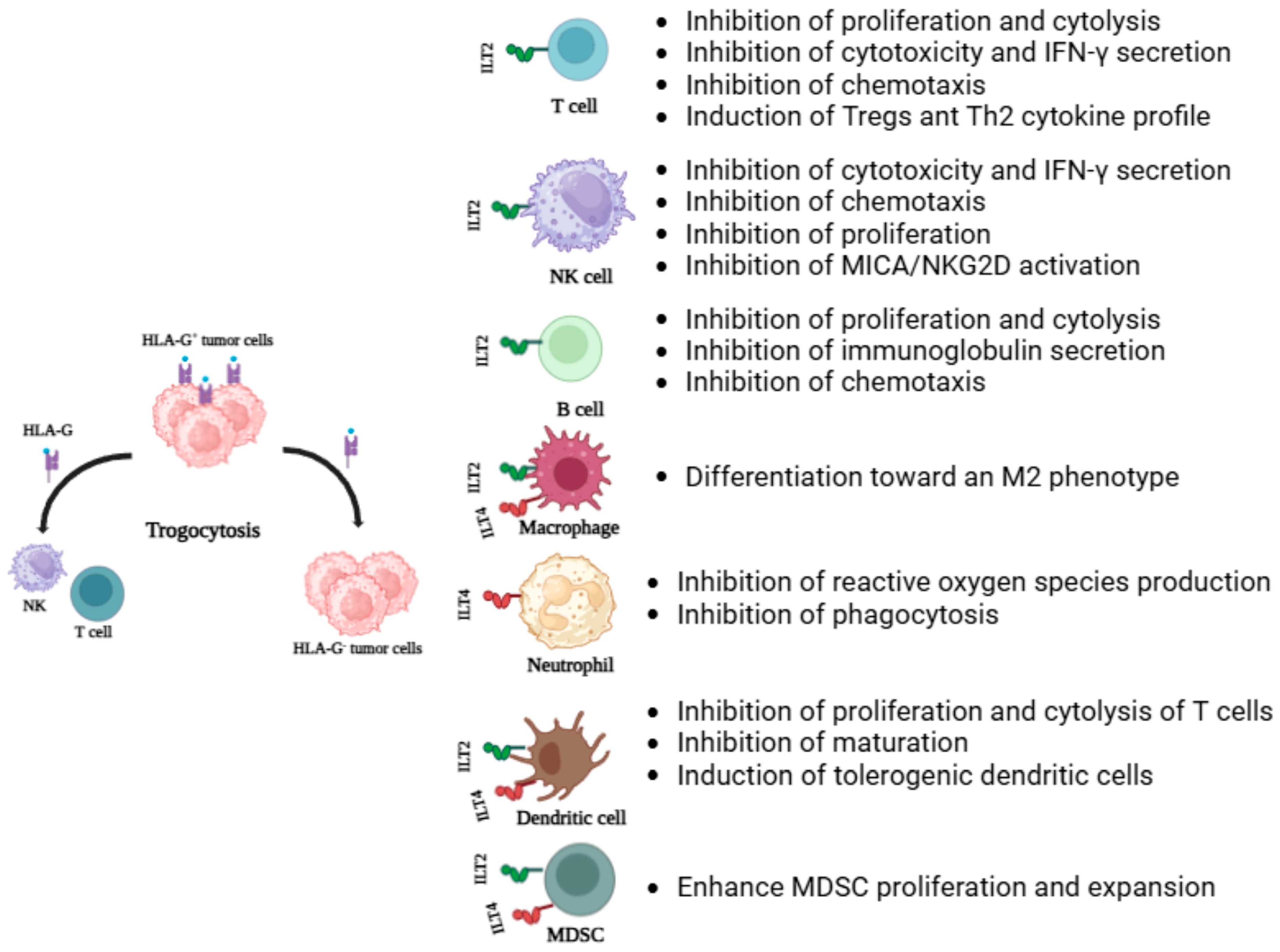 Cancers 16 04266 g002